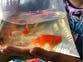 RSPCA calls for ban on goldfish as prizes at funfairs