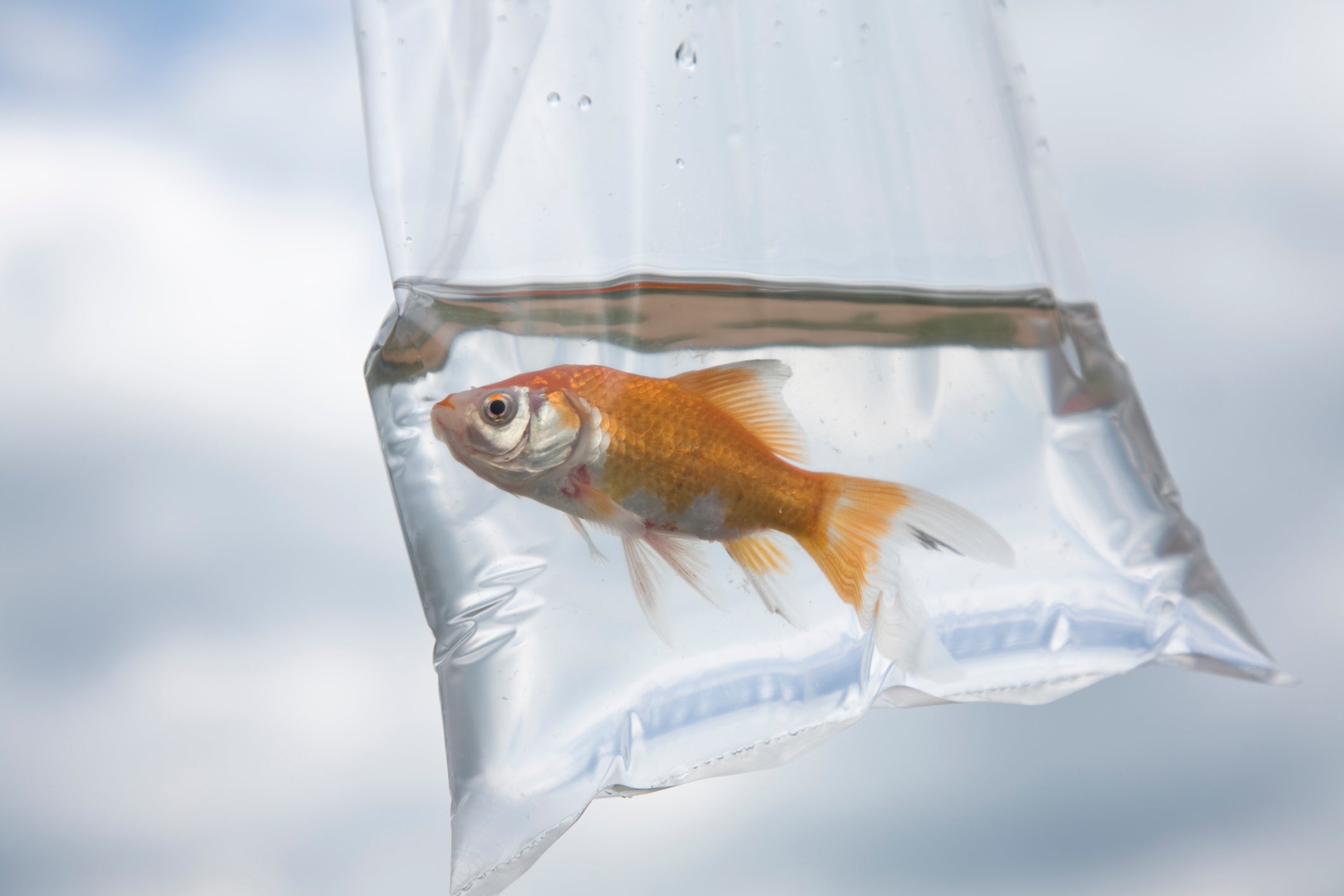 The RSPCA is urging the government and local councils to ban funfairs from giving away goldfish.