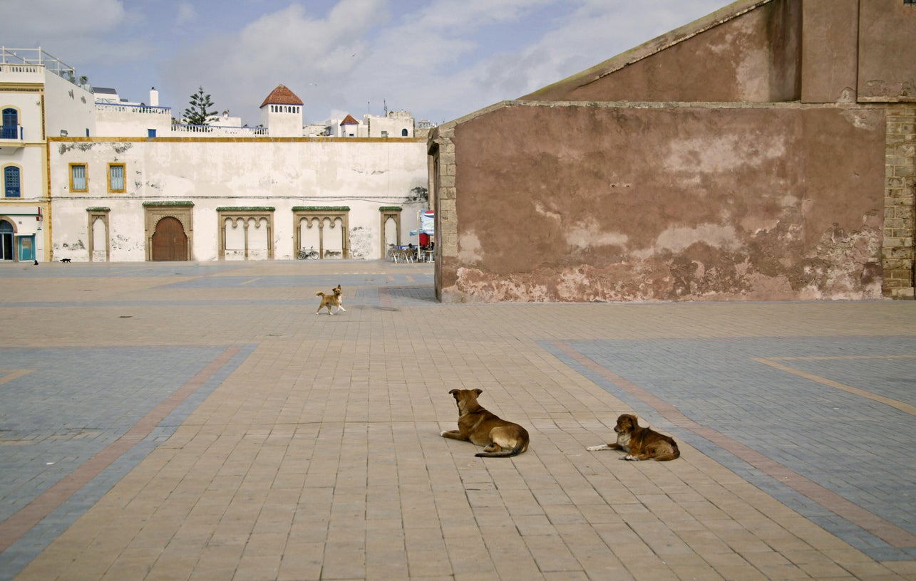 Yvonne Ford died four months after being scratched by a puppy in Morocco