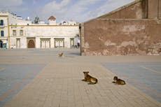 Should I be worried about rabies on holiday and where is it a risk?