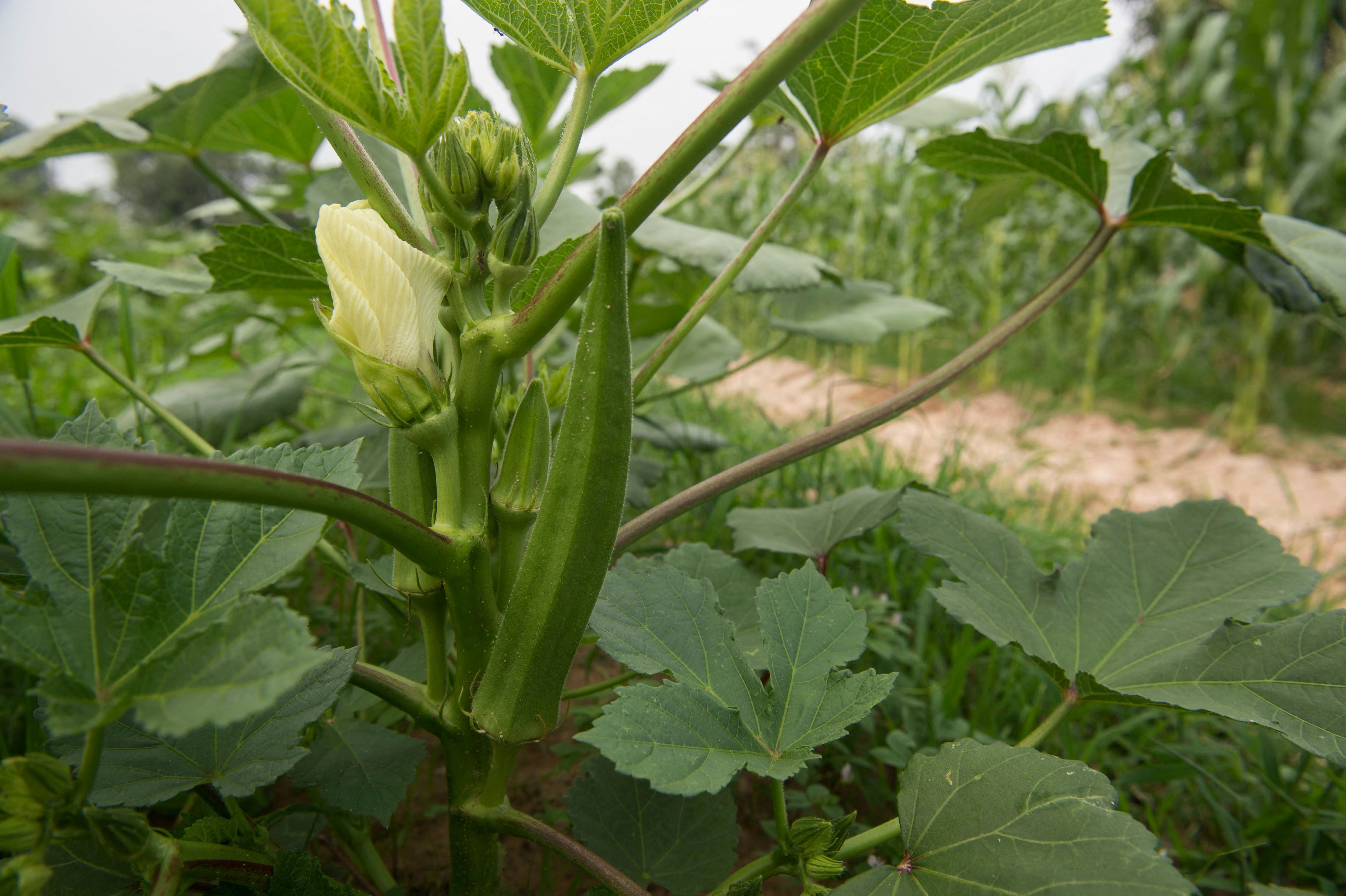 Okra vegetable plant growing at an organic farm in Thailand