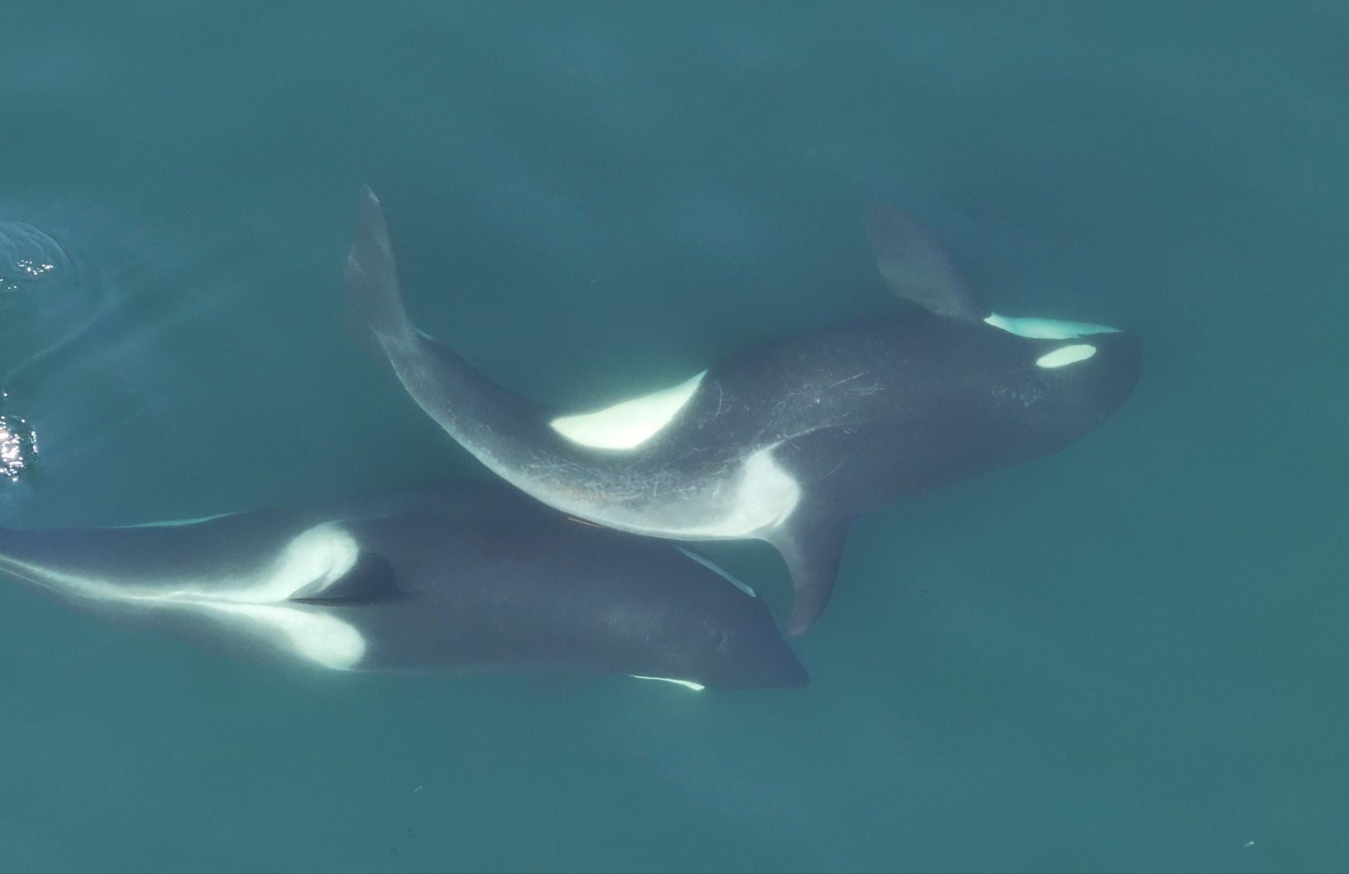 Two whales with kelp using it to scrub their skin