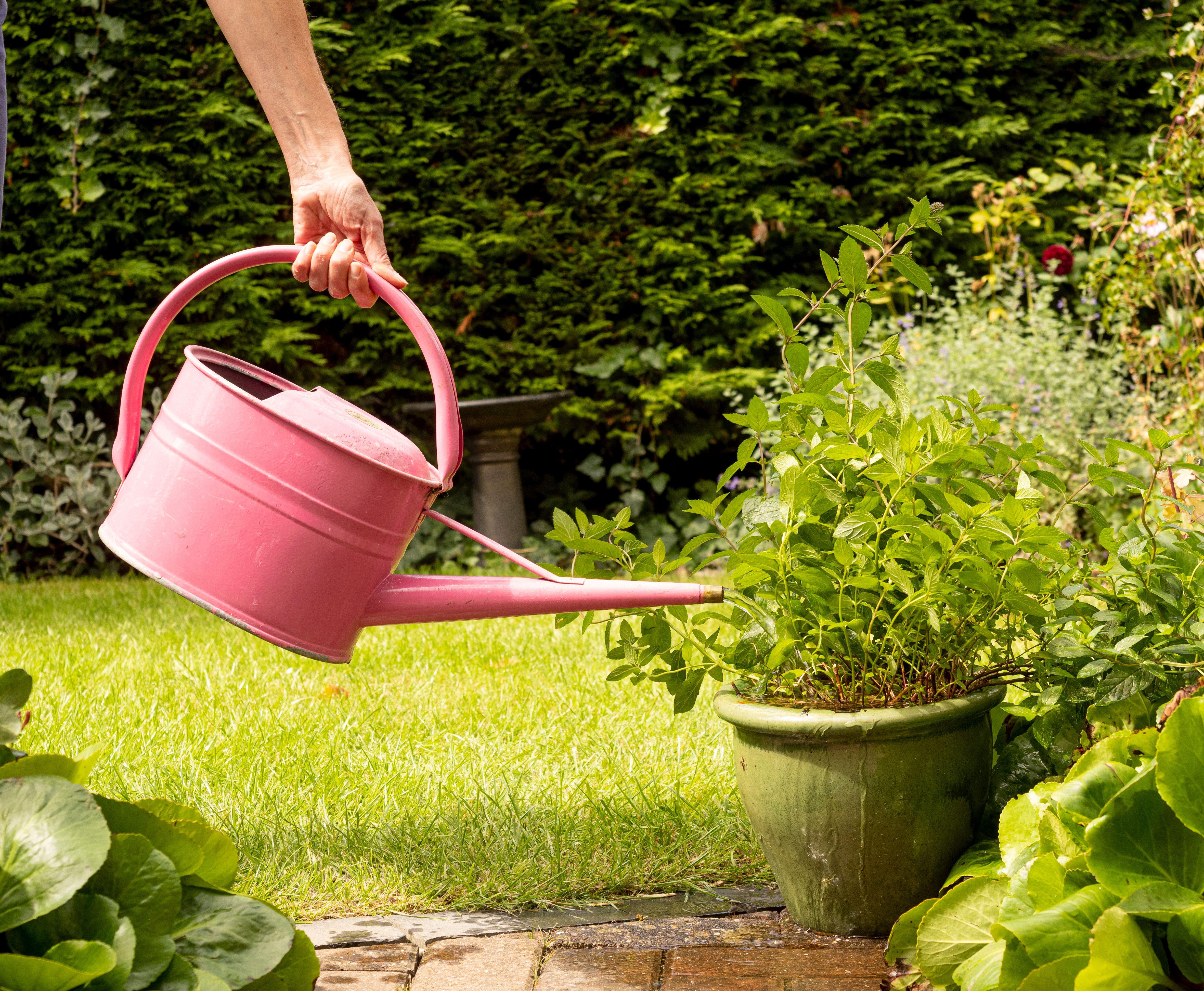 Water in the morning, as then your plants will stay hydrated all day