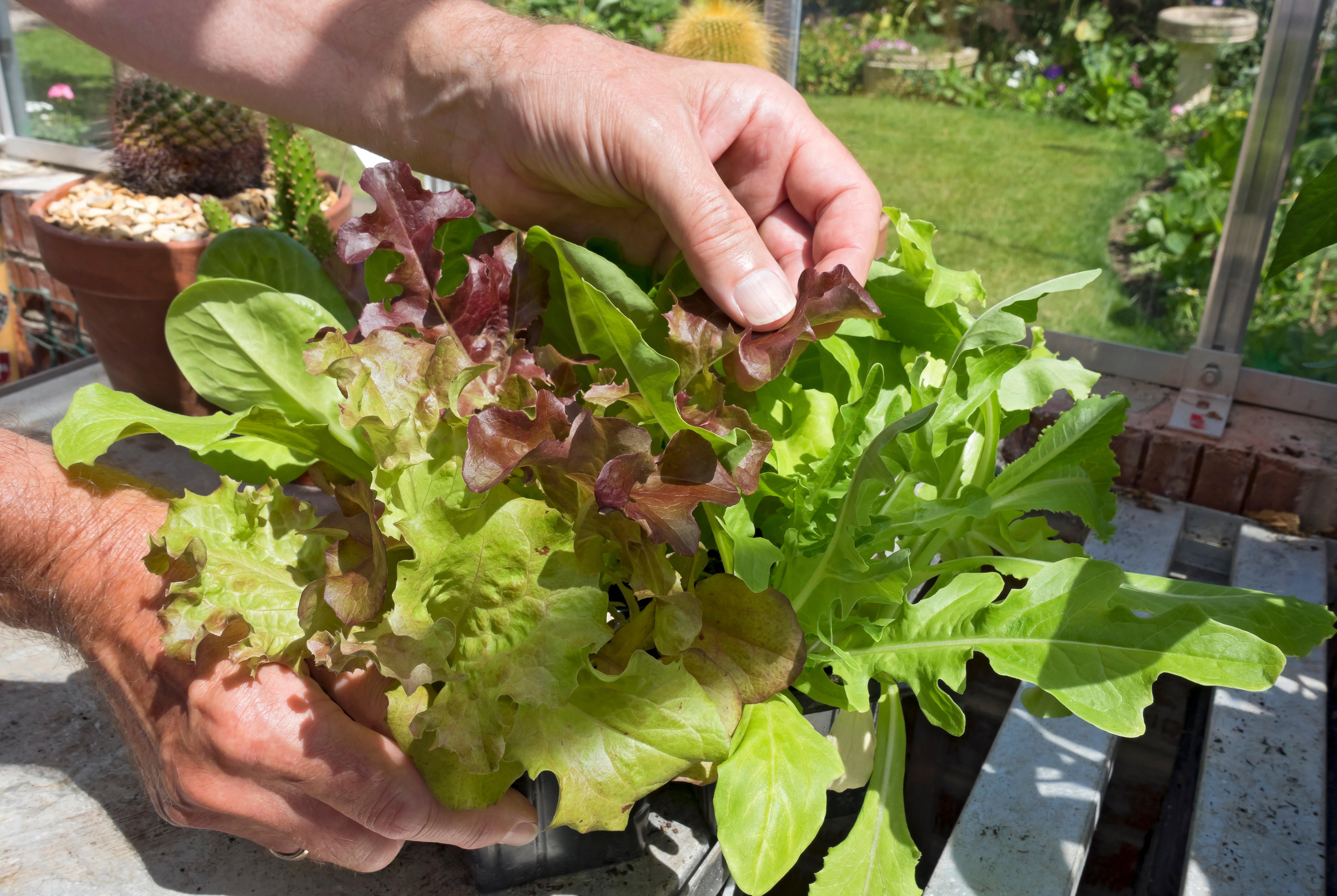 Looking after your lettuces in the heat is important