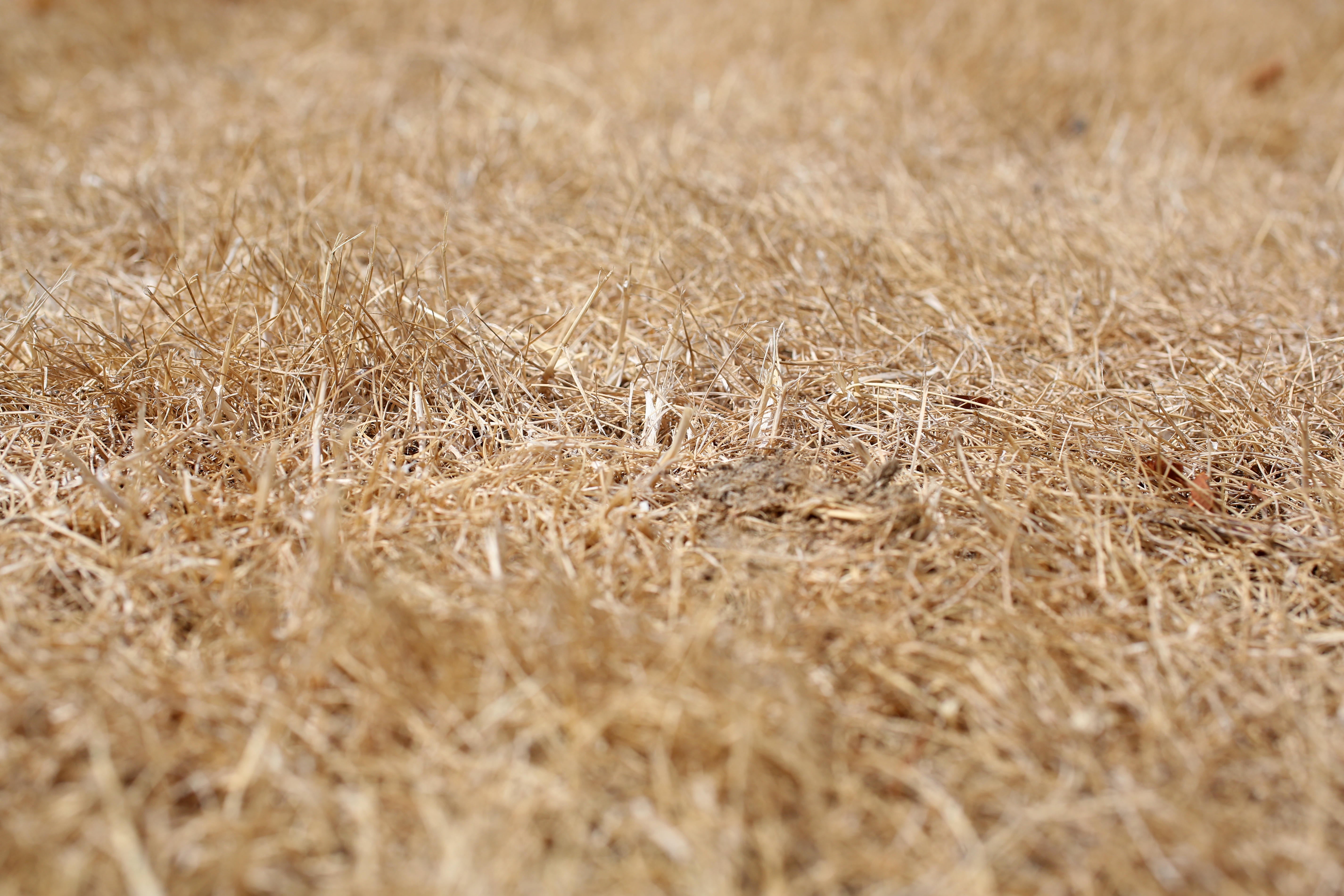 Your grass may look dry, but it is best to leave it as is, experts say