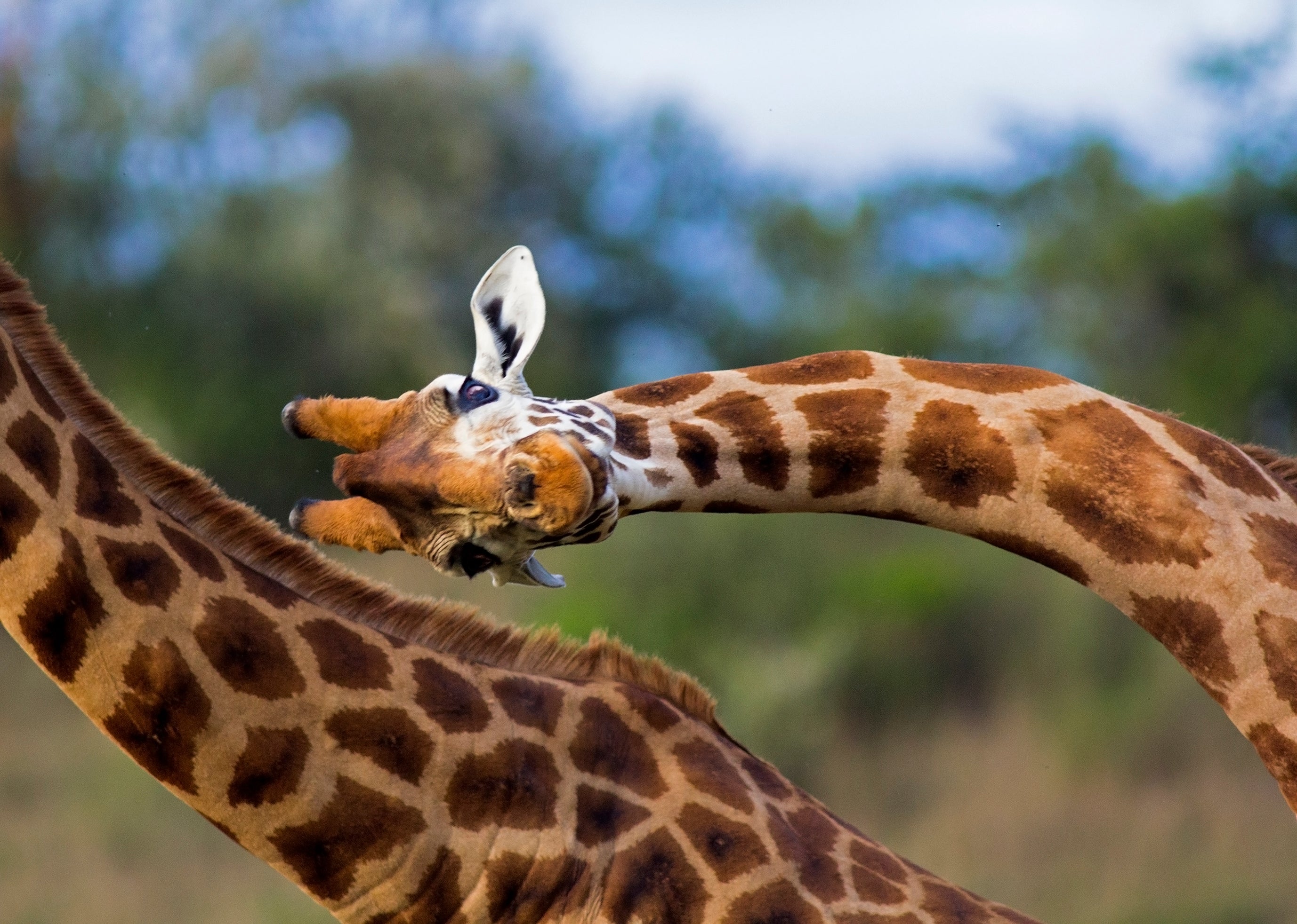Giraffes could become extinct, conservationists warn