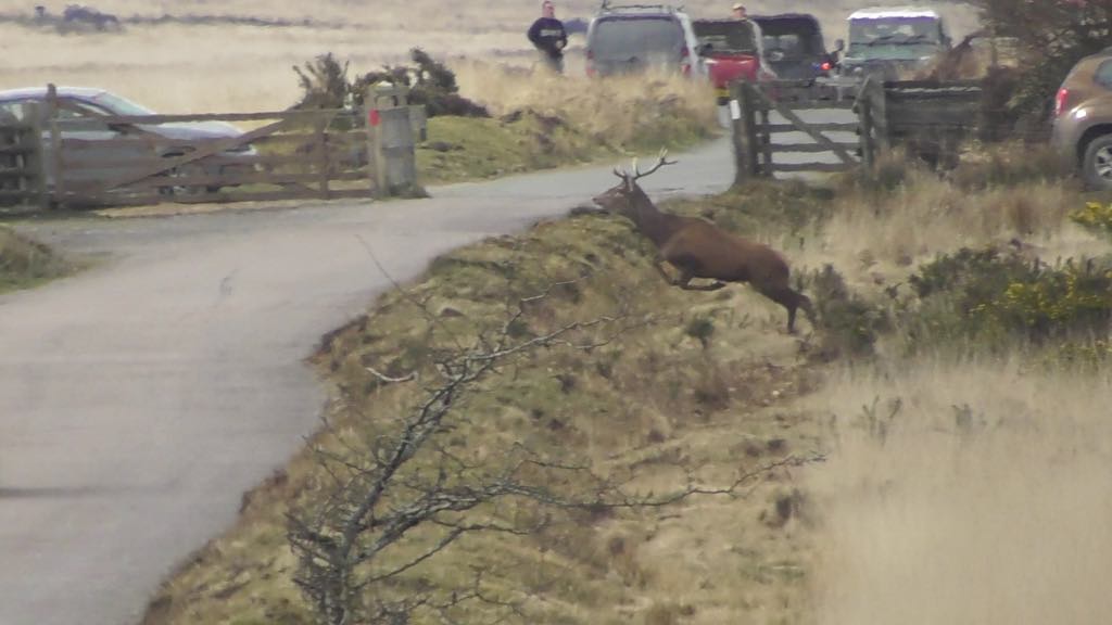 Hunts chased or killed at least 239 deer, reports suggest