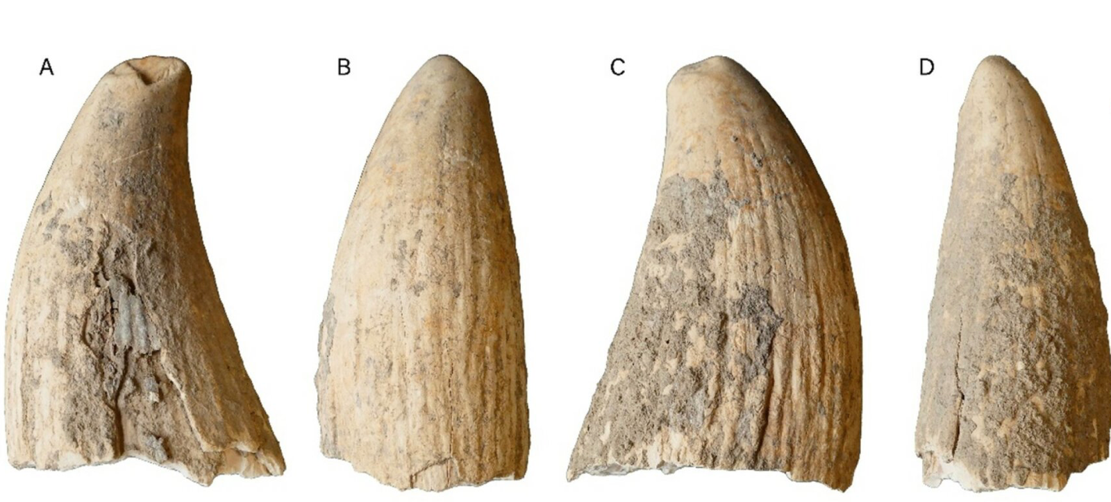 First of its kind sperm whale tooth found in Copper Age Iberia