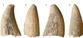 Rare whale tooth fossil reveals secrets of ancient Iberian people