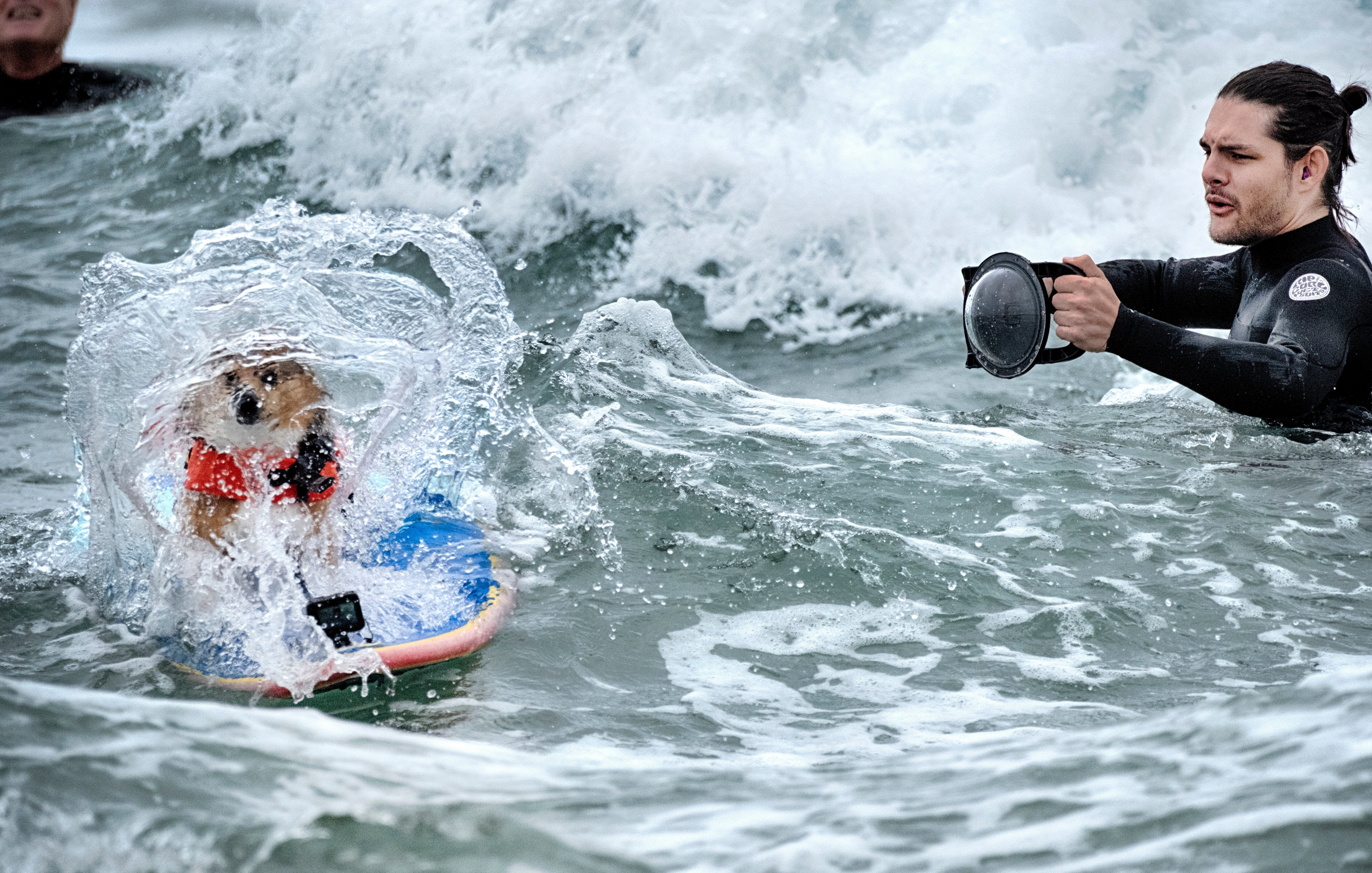 Huntington Beach Dog Surfing