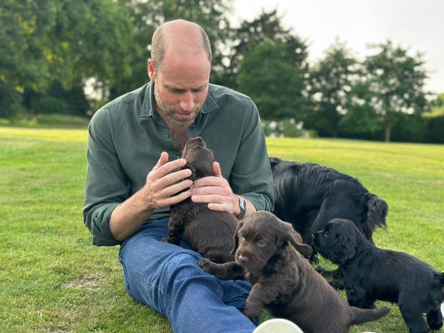 <p>William marked his 43rd birthday on Saturday with a picture of him with cocker spaniel Orla and three of the four puppies she gave birth to last month</p>