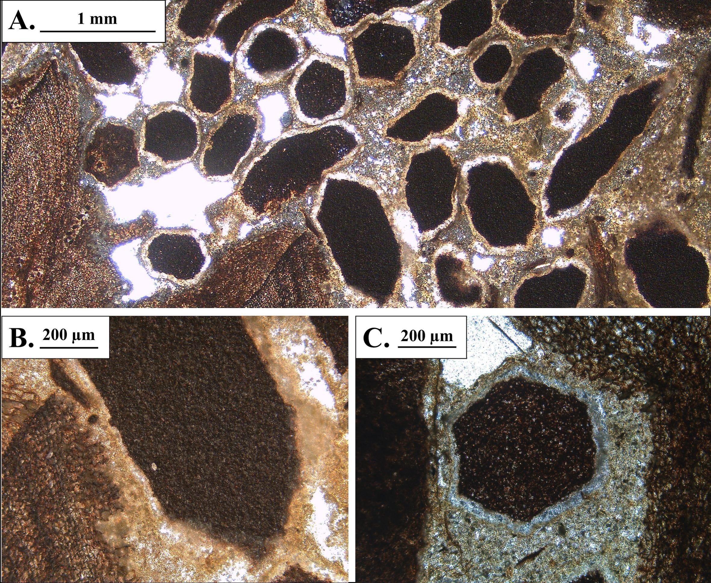 Termite poo has a distinct hexagonal shape, as seen in these thin sections of the fossilised log we examined