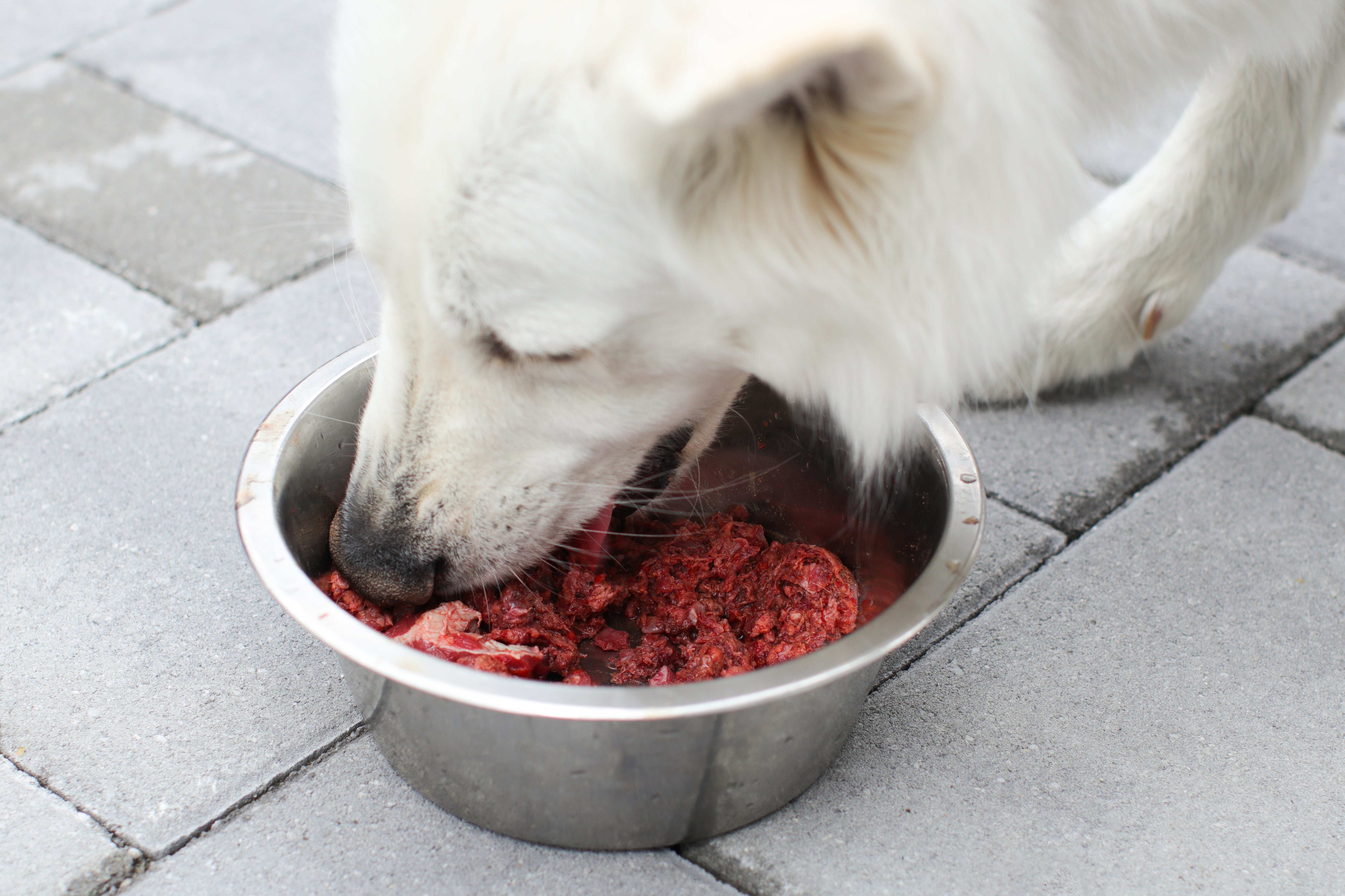 Both plant and meat-based dog foods were missing key nutrients