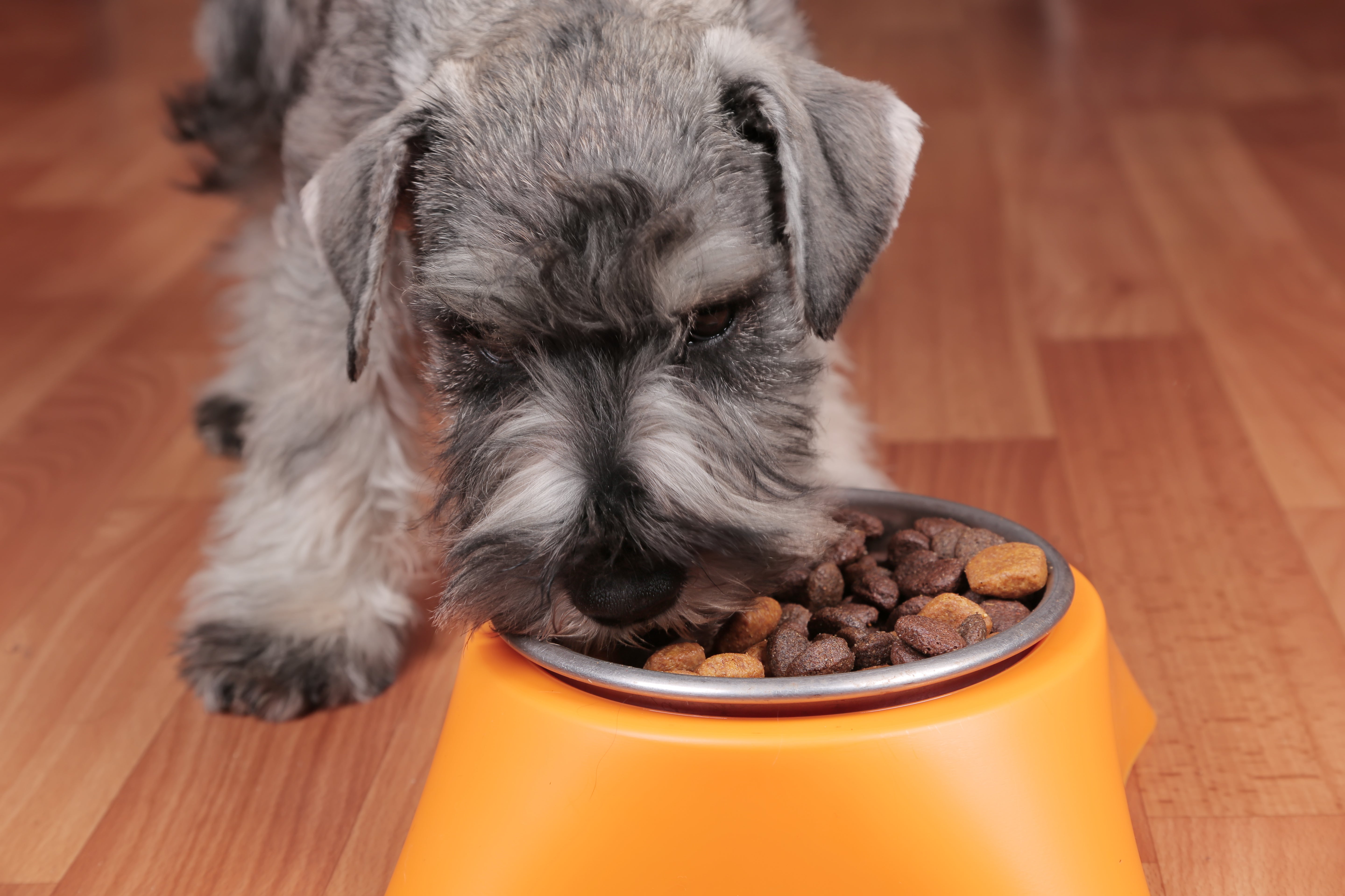Vegan dog food is similar nutritionally to meat-based foods, researchers found