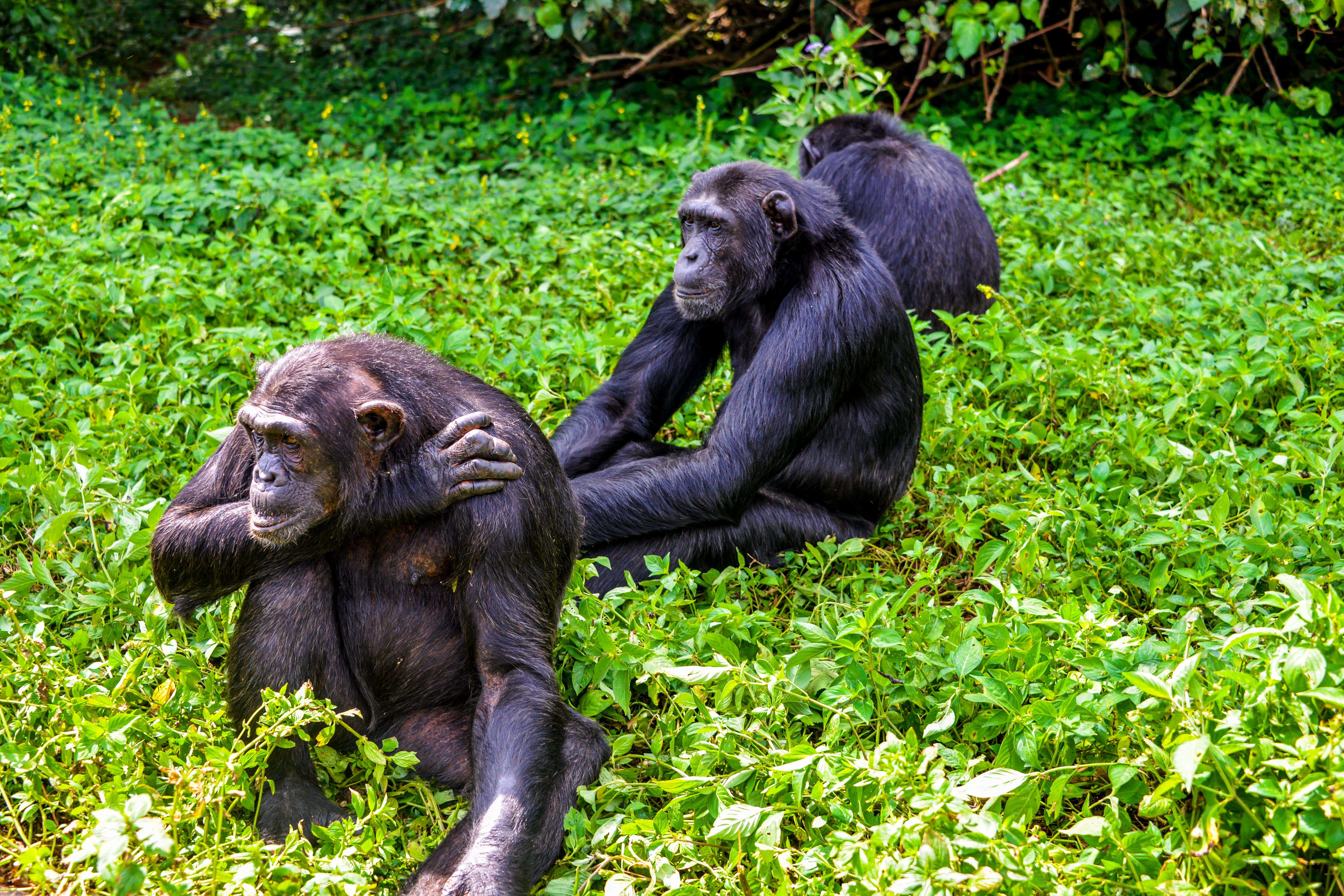 Chimpanzees at Ngamba Island Chimpanzee Sanctuary in Uganda (Alamy/PA)