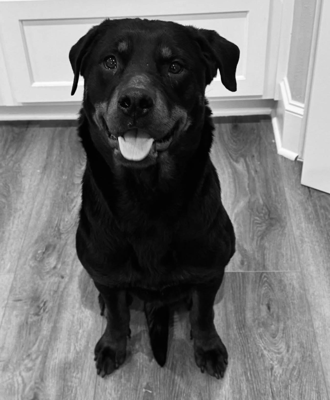 Several people tried in vain to save Clover, pictured, and the other dogs.