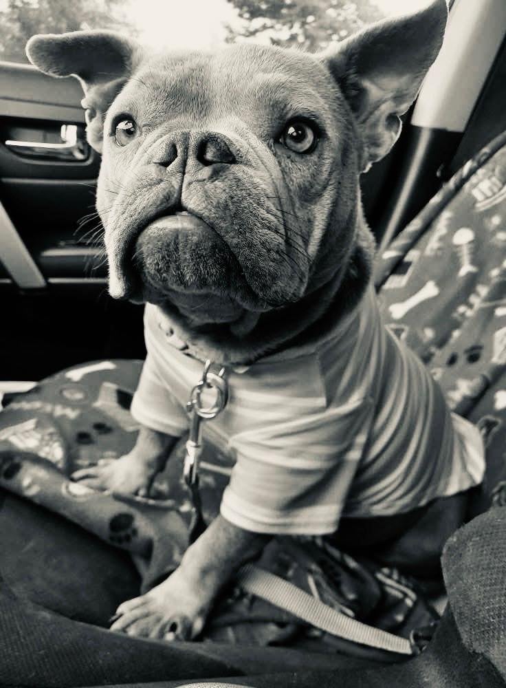 Piglet was one of the seven dogs who died in a van fire in Chicago.