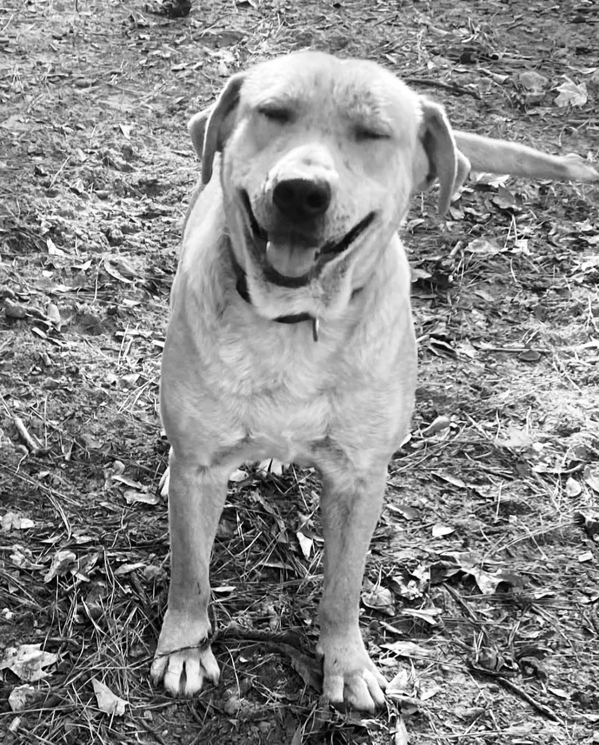 Cypress Lucky Mutt Rescue shelter said Sampson, pictured, and several other dogs were on their way to forever homes at the time of the tragic incident.