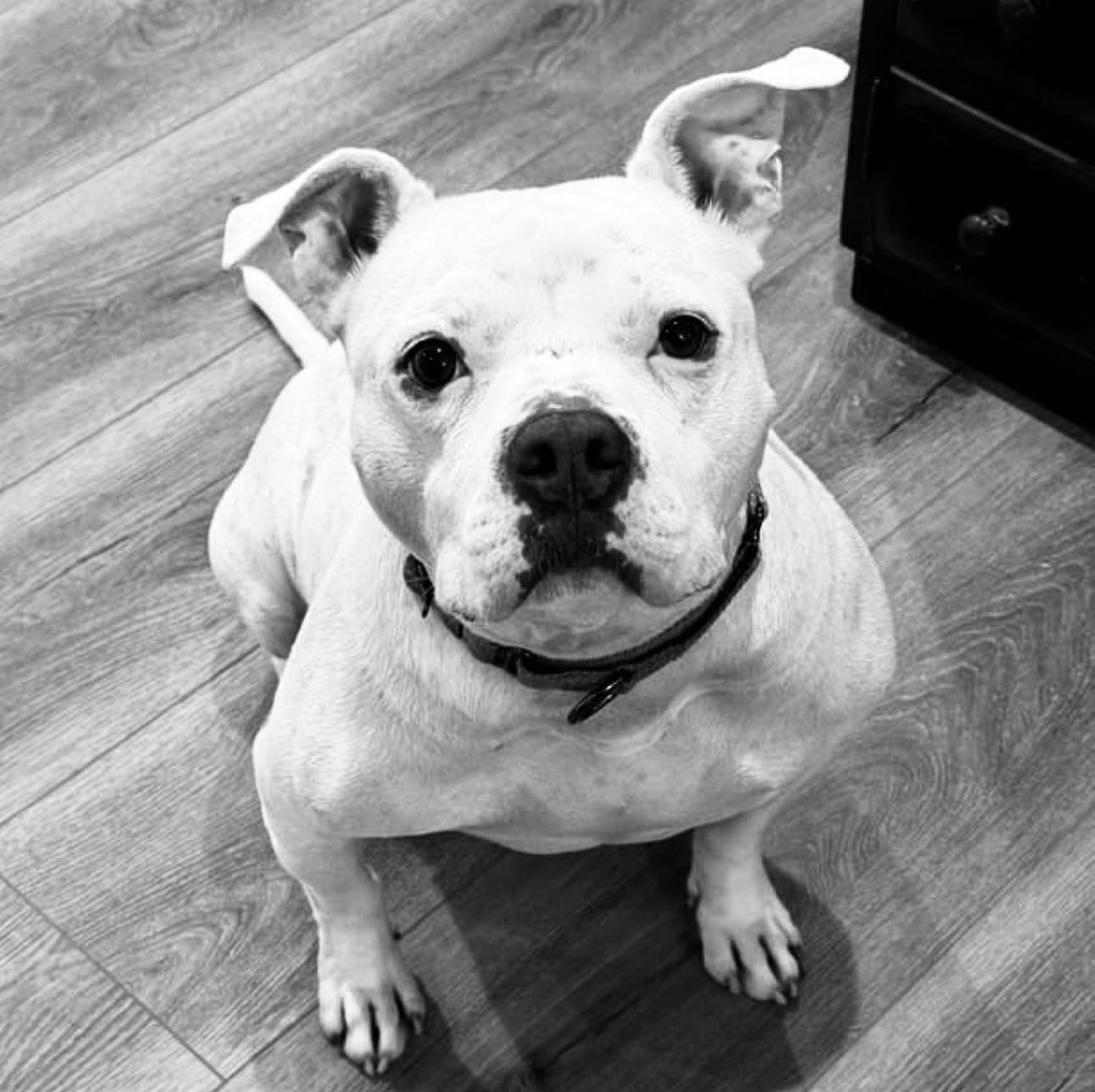 While drivers were able to save four dogs from the blaze, Poncho, pictured, unfortunately died.