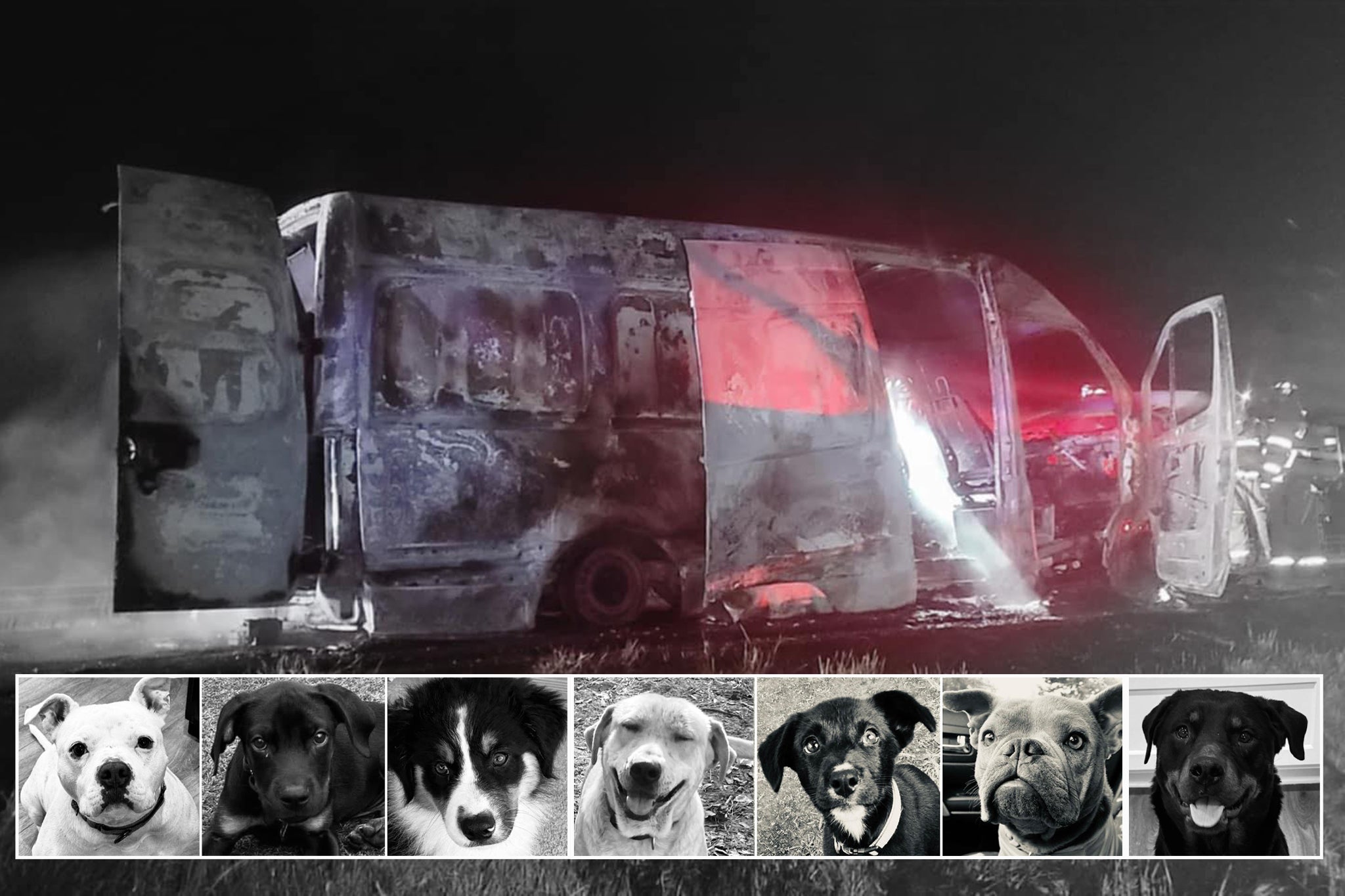 The destroyed van after a fire in it killed seven dogs.
