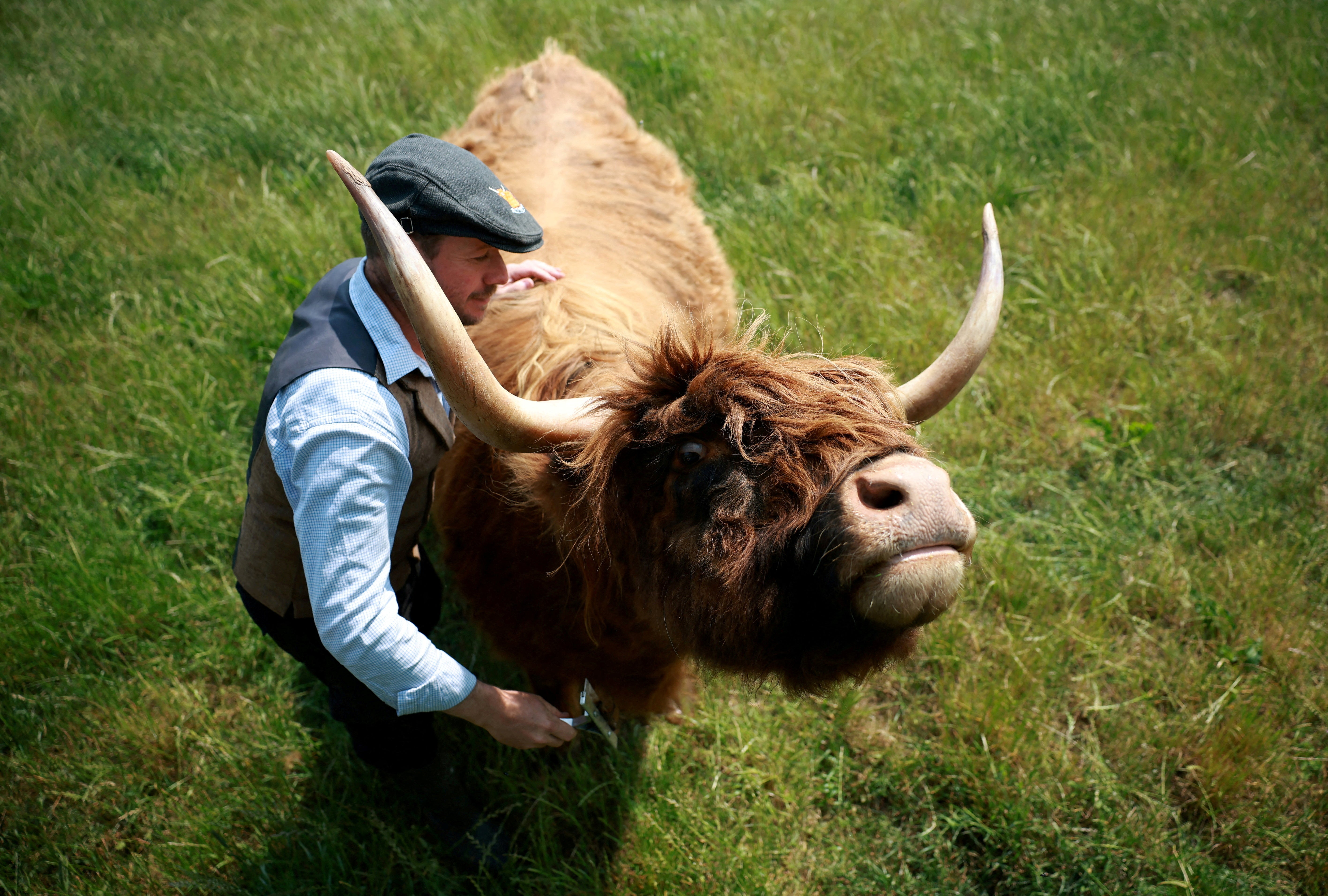 Farmer James McCune brushes one of the Highland cows