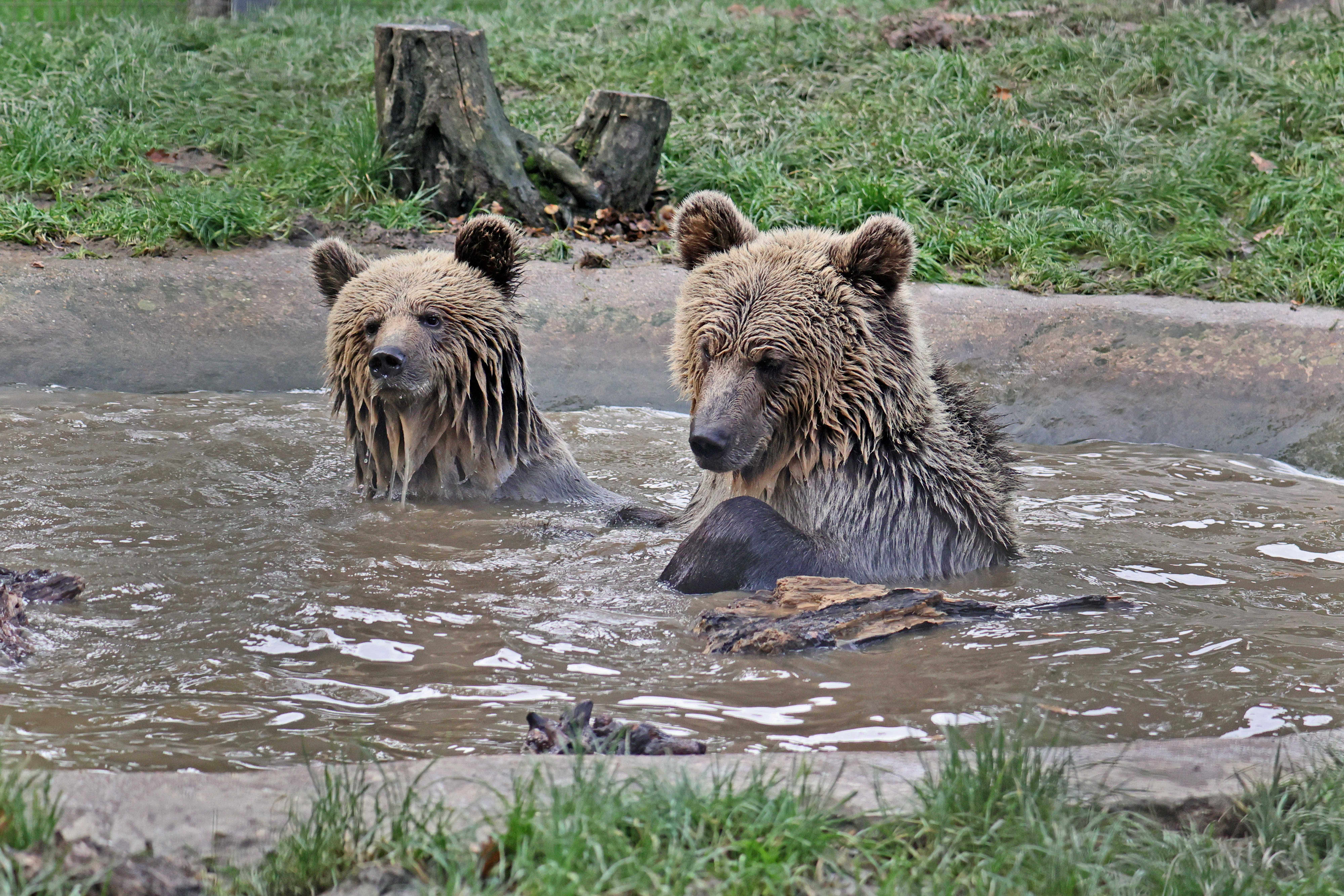 Two bears escaped from their enclosure at Wildwood Devon