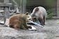 Bears escape enclosure at UK wildlife park - and eat week’s worth of honey