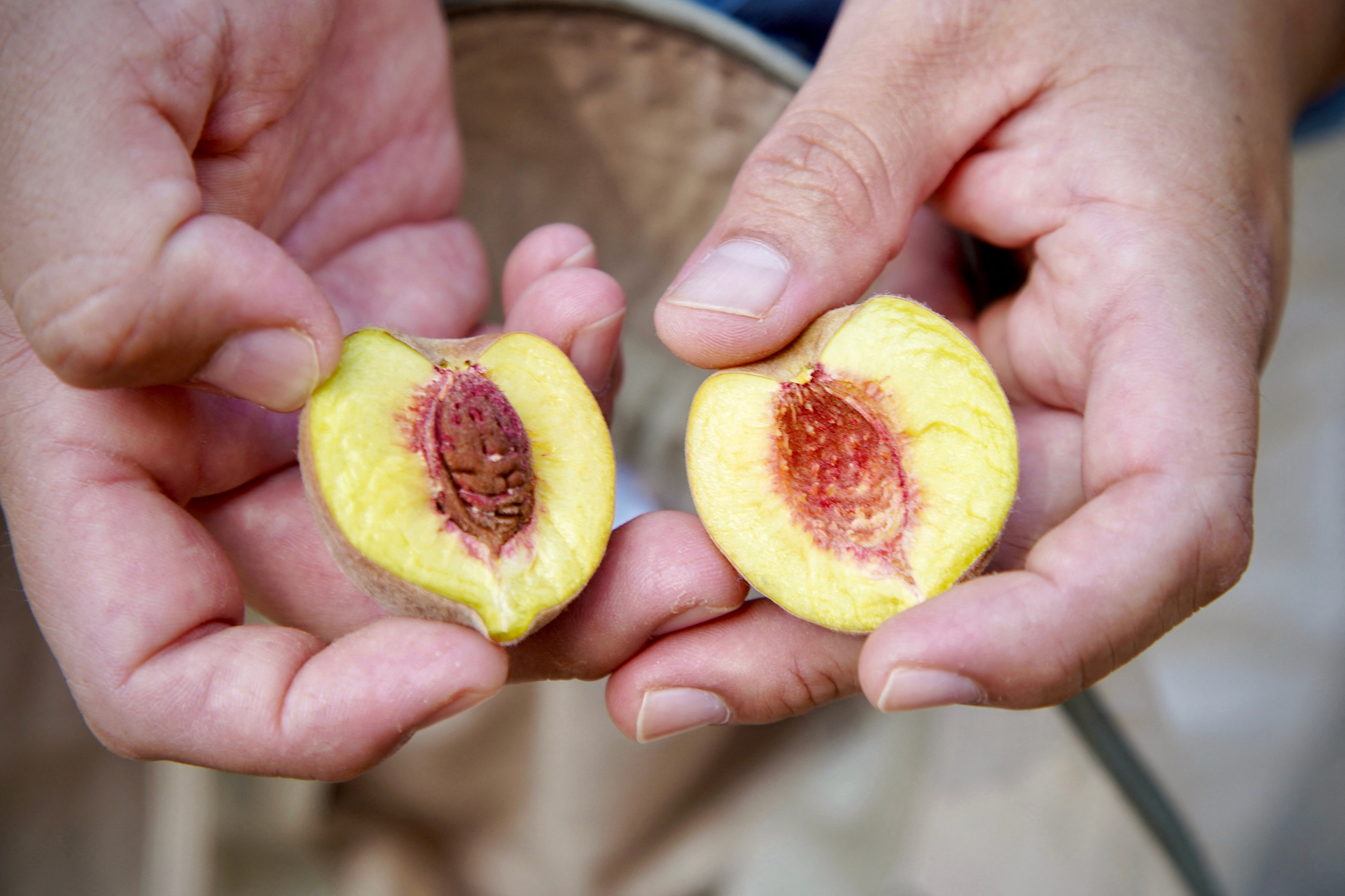 Fisheries are sweet to taste. But, they are also linked to a strong immune system