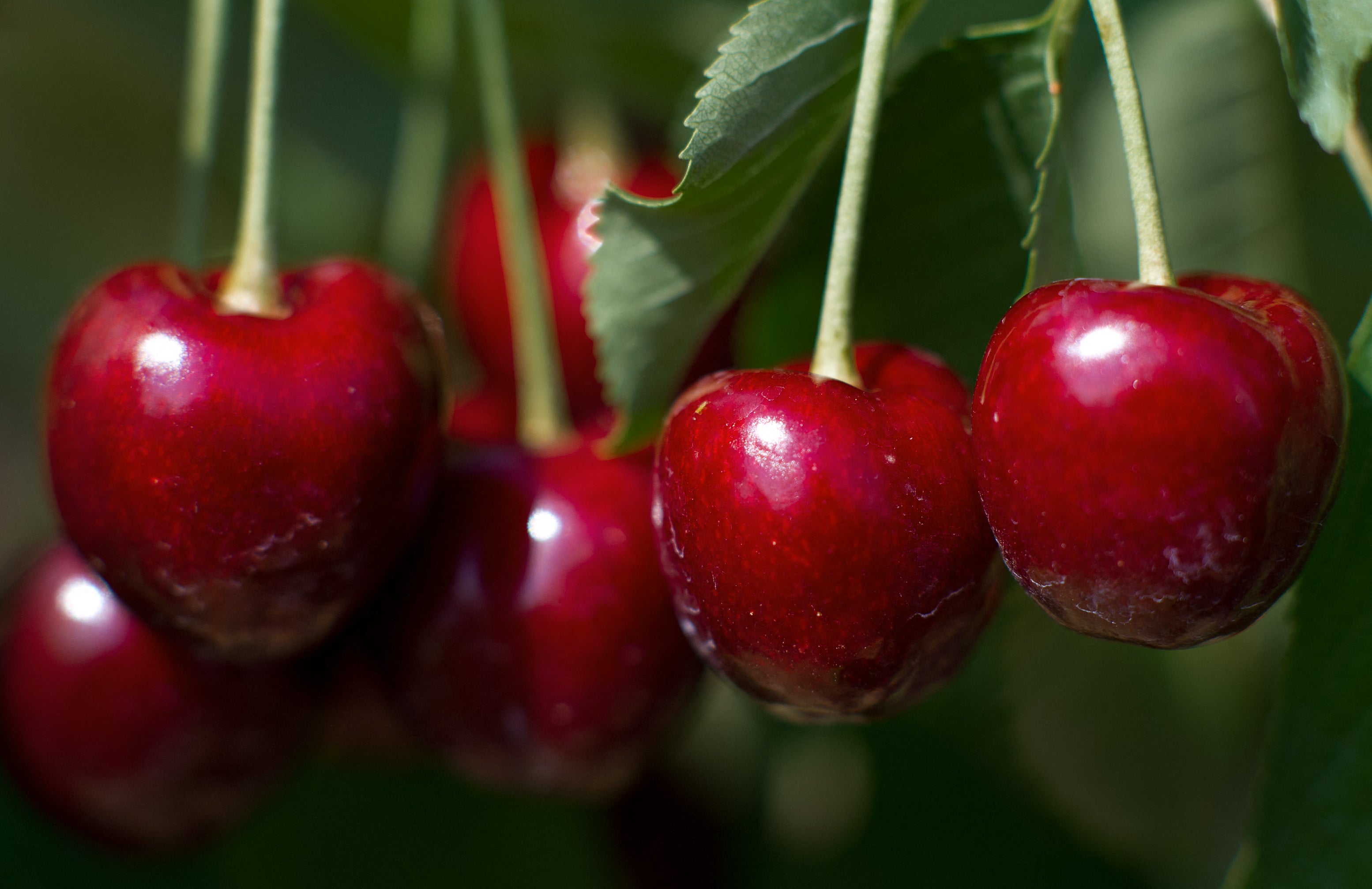 Seasonal products are back on the shelves of the grocery store. What you buy could protect your health