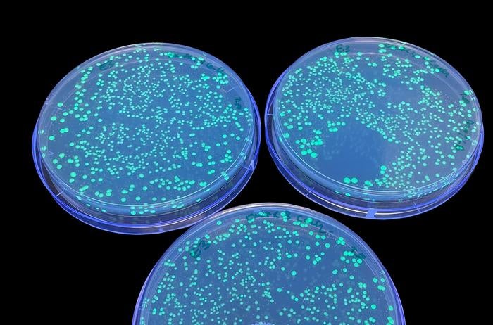 E coli colonies light up green under UV light