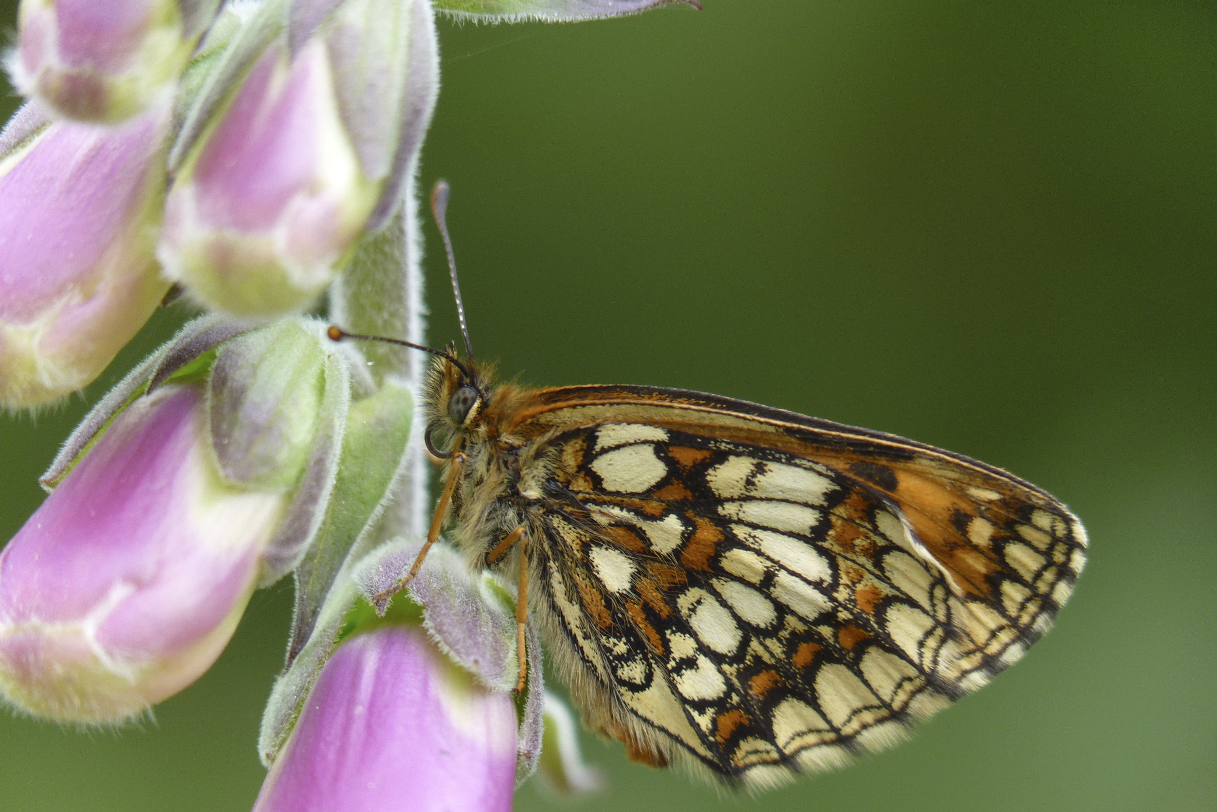 The heath fritillary butterfly is booming on Exmoor in Somerset thanks to long-term conservation work (Matthew Oates/National Trust/PA)