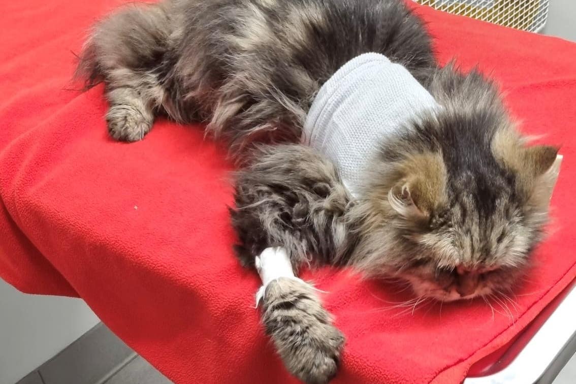 Smokey had to have surgery after being treated with counterfeit flea treatment (Alan Wall/PA)