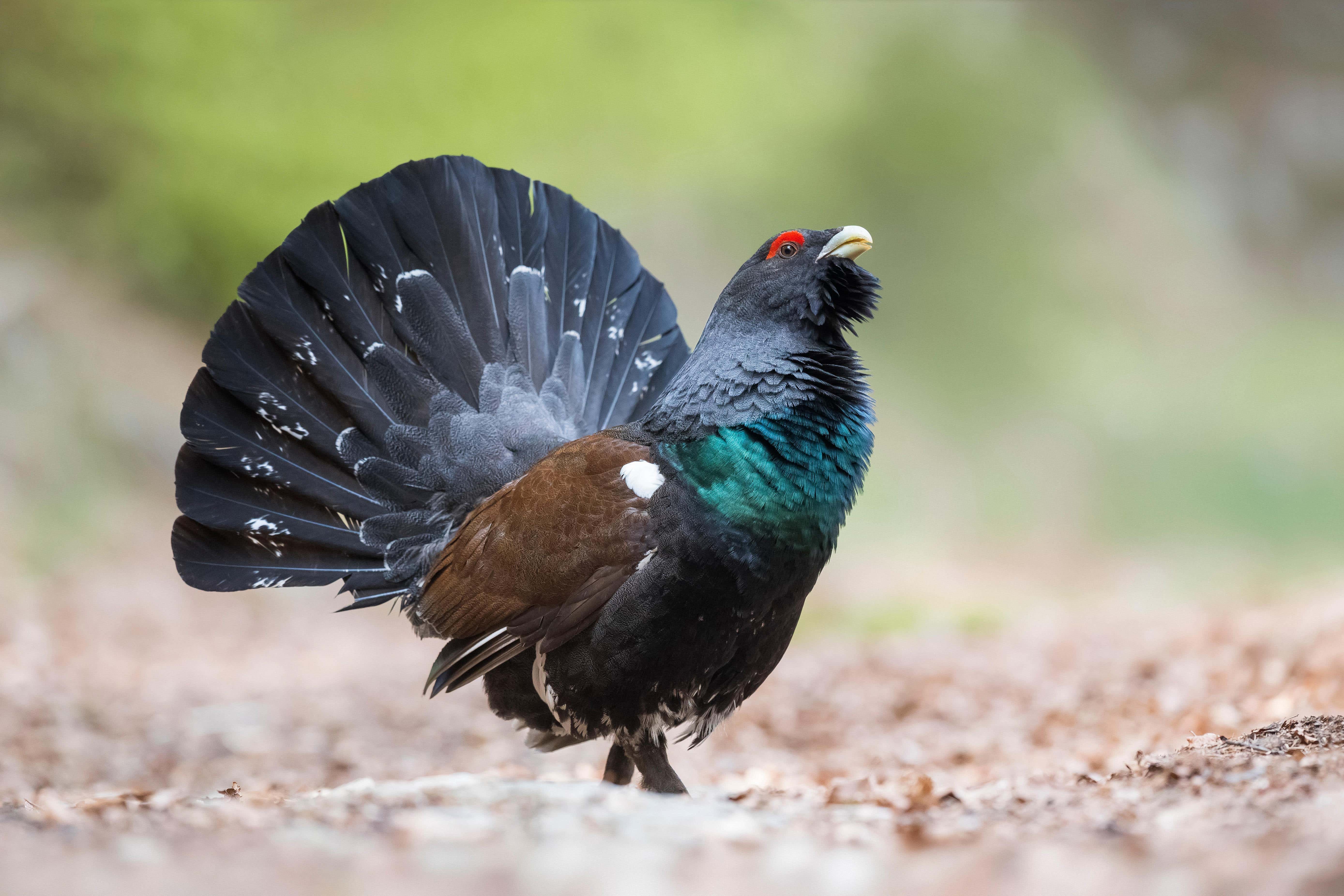 Researchers have hailed the success of a predator management scheme that has doubled the number of endangered capercaillie broods in areas where it has been used (Alamy/PA)