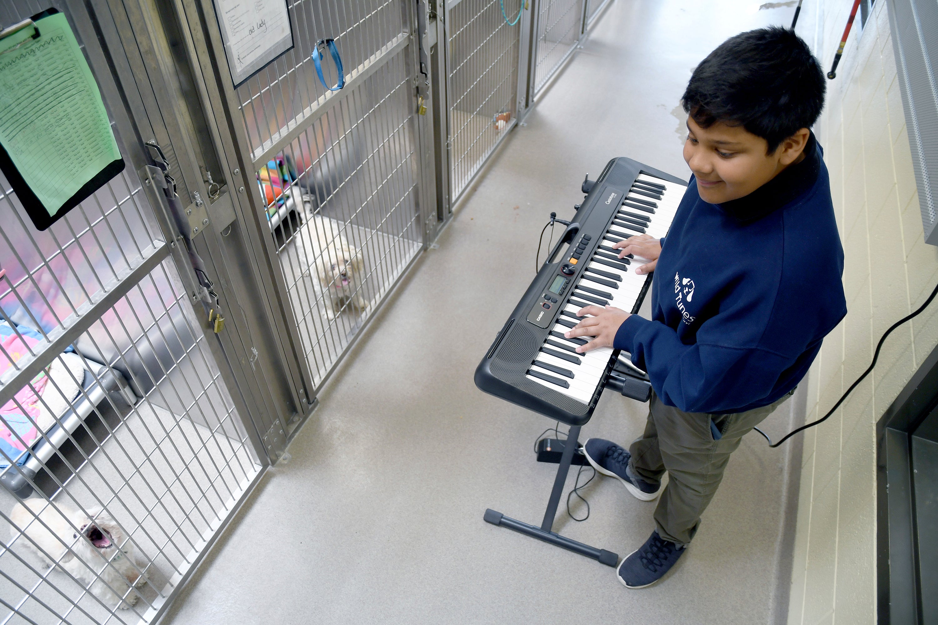 Shelter Animals Music Therapy
