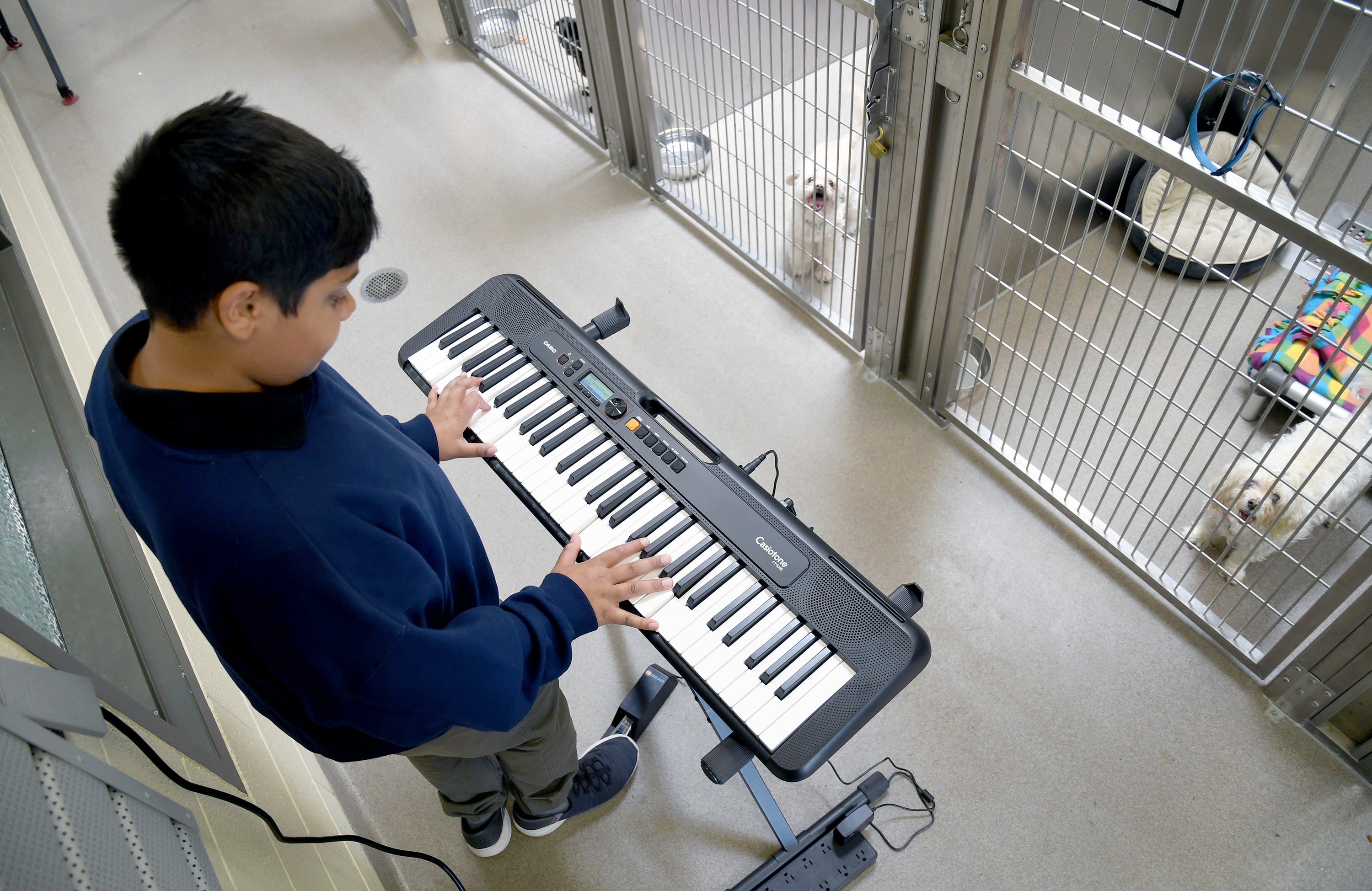 Shelter Animals Music Therapy