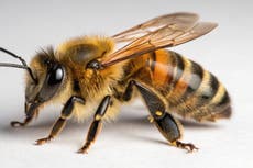 Climate change spurs killer bees’ advance across U.S.