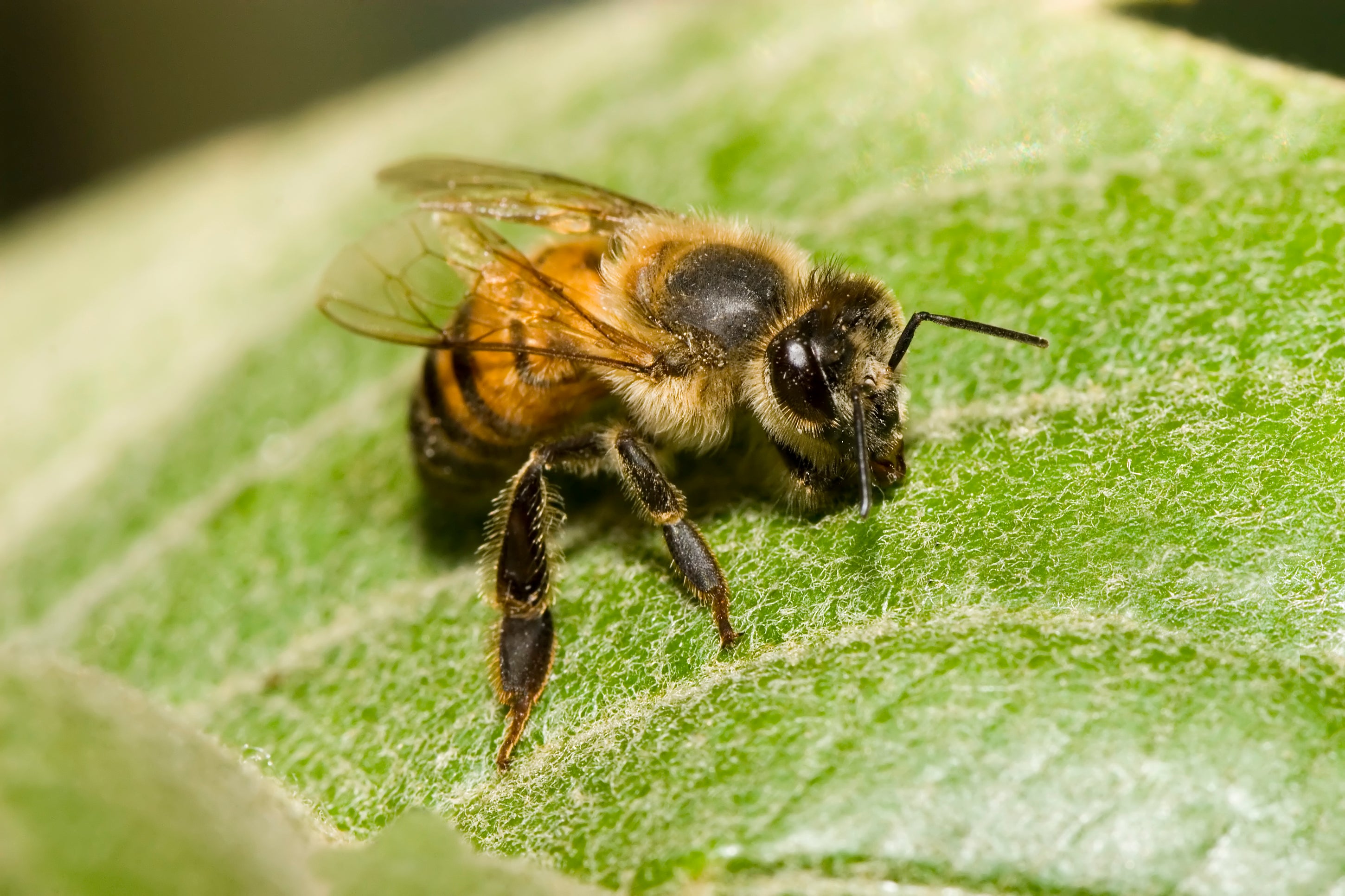 Africanized “killer bees,” aggressive hybrids from South America, are spreading across 13 southern US states and migrating north due to climate change.
