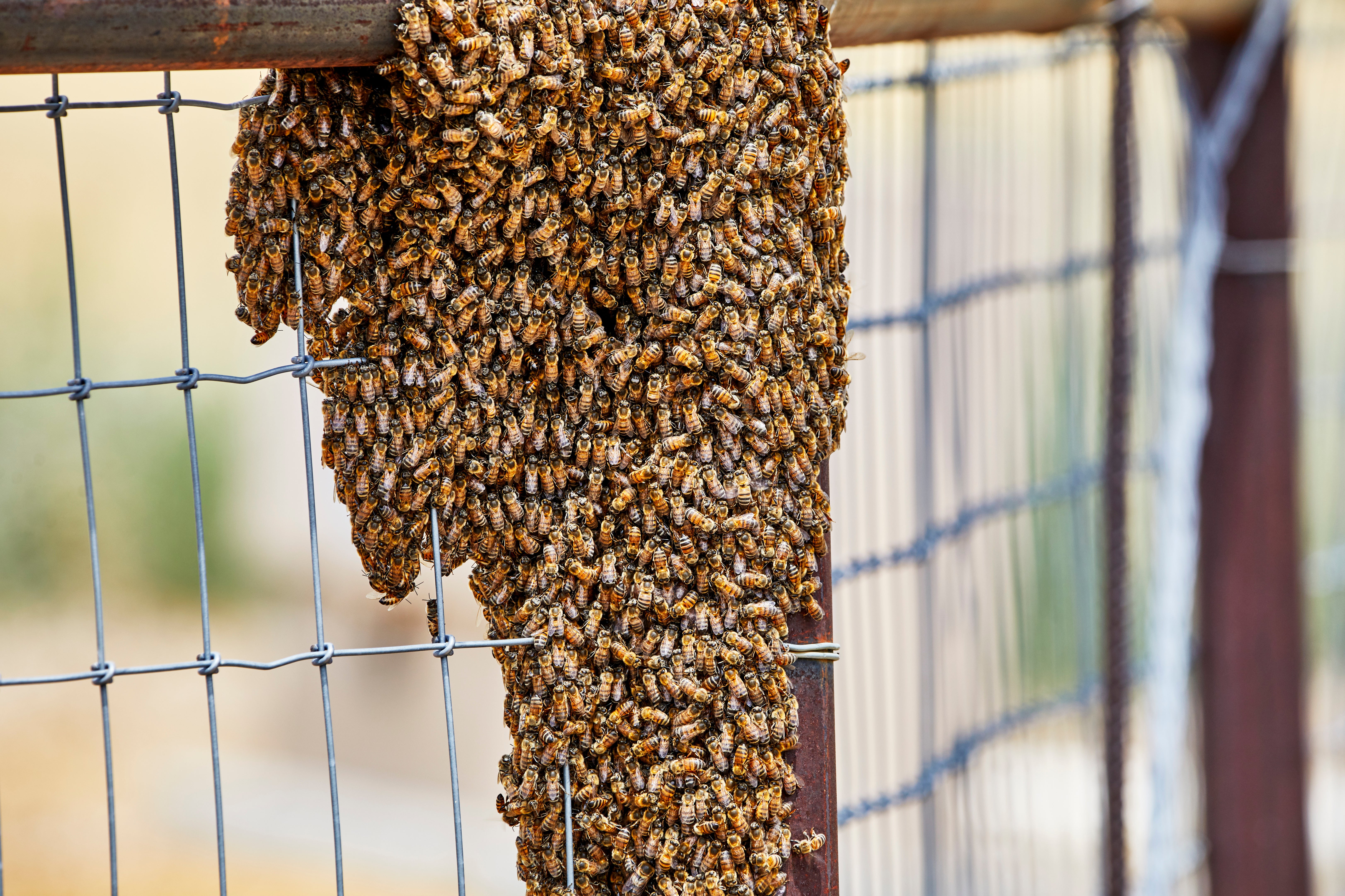 If you come into contact with a swarm of “killer bees,” run as fast as you can until you find shelter.
