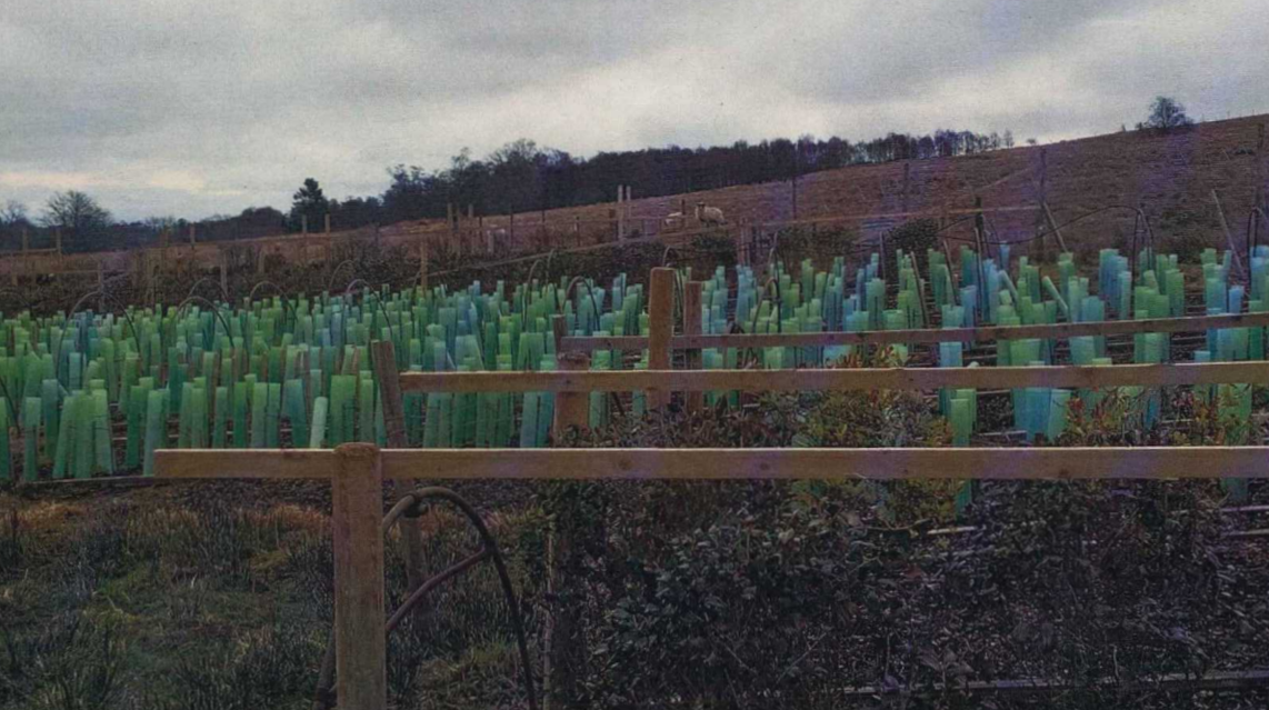 Tea plants growing on Thomas Robinson’s estate