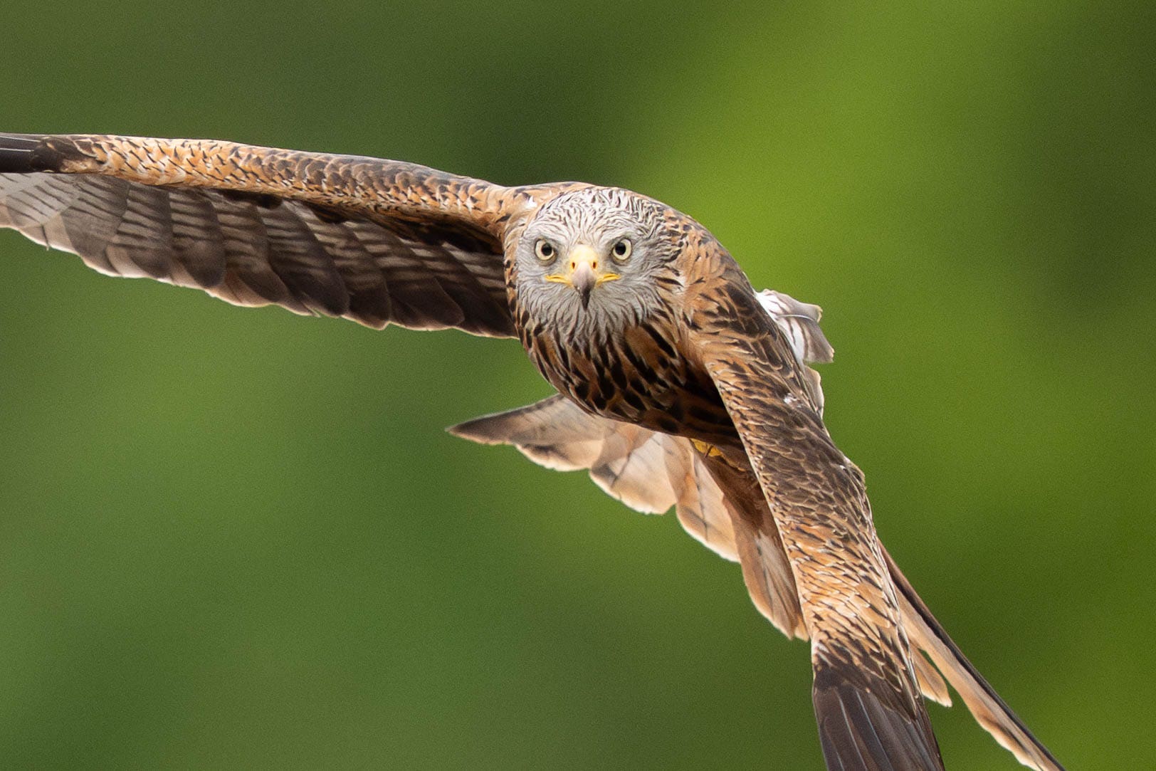 A red kite hunting (James Manning/PA)