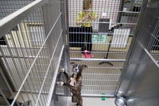 The non-profit charity where musicians play songs to shelter pets