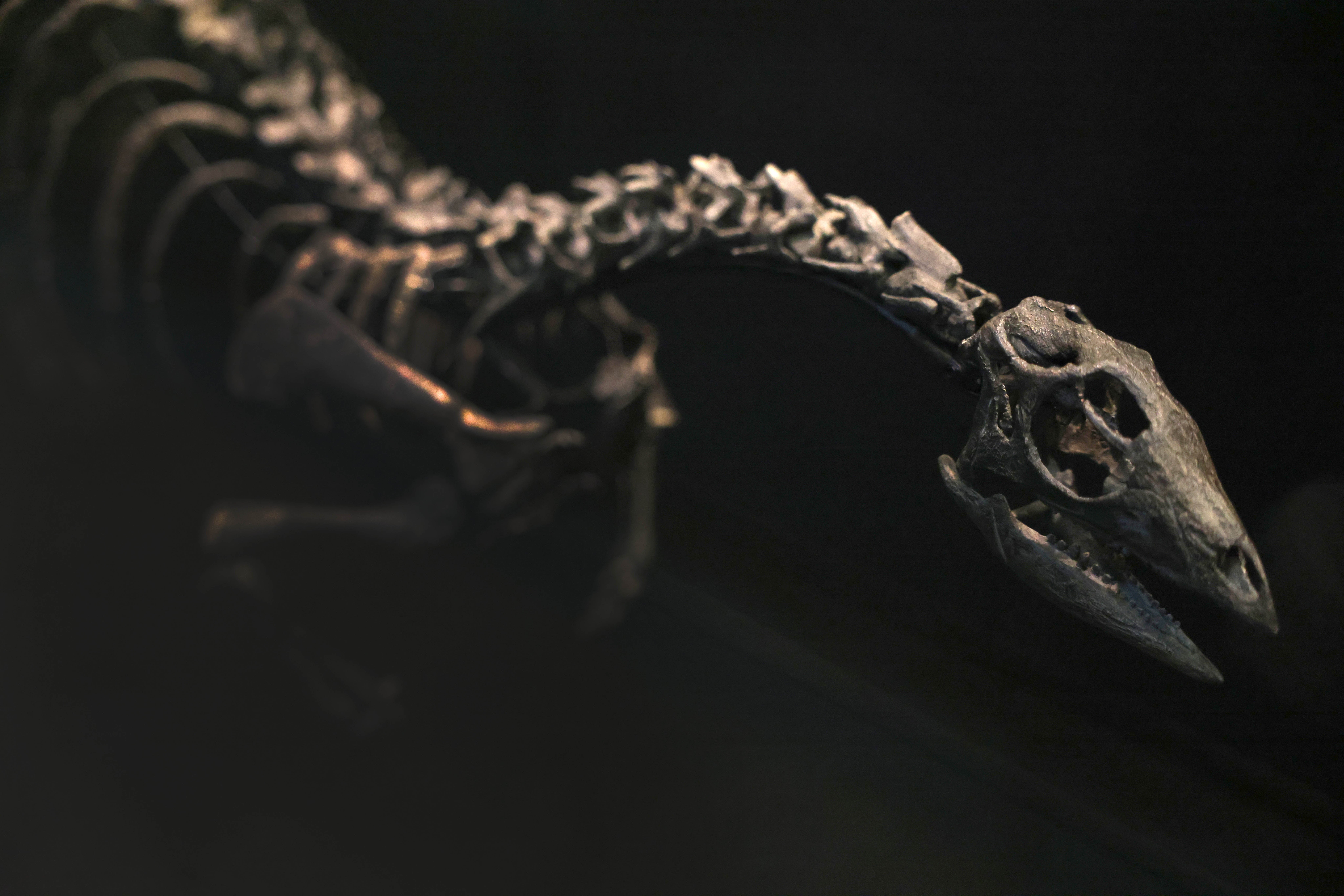 The juvenile Ceratosaurus nasicornis skeleton was found in 1996 near Laramie, Wyoming, at Bone Cabin Quarry