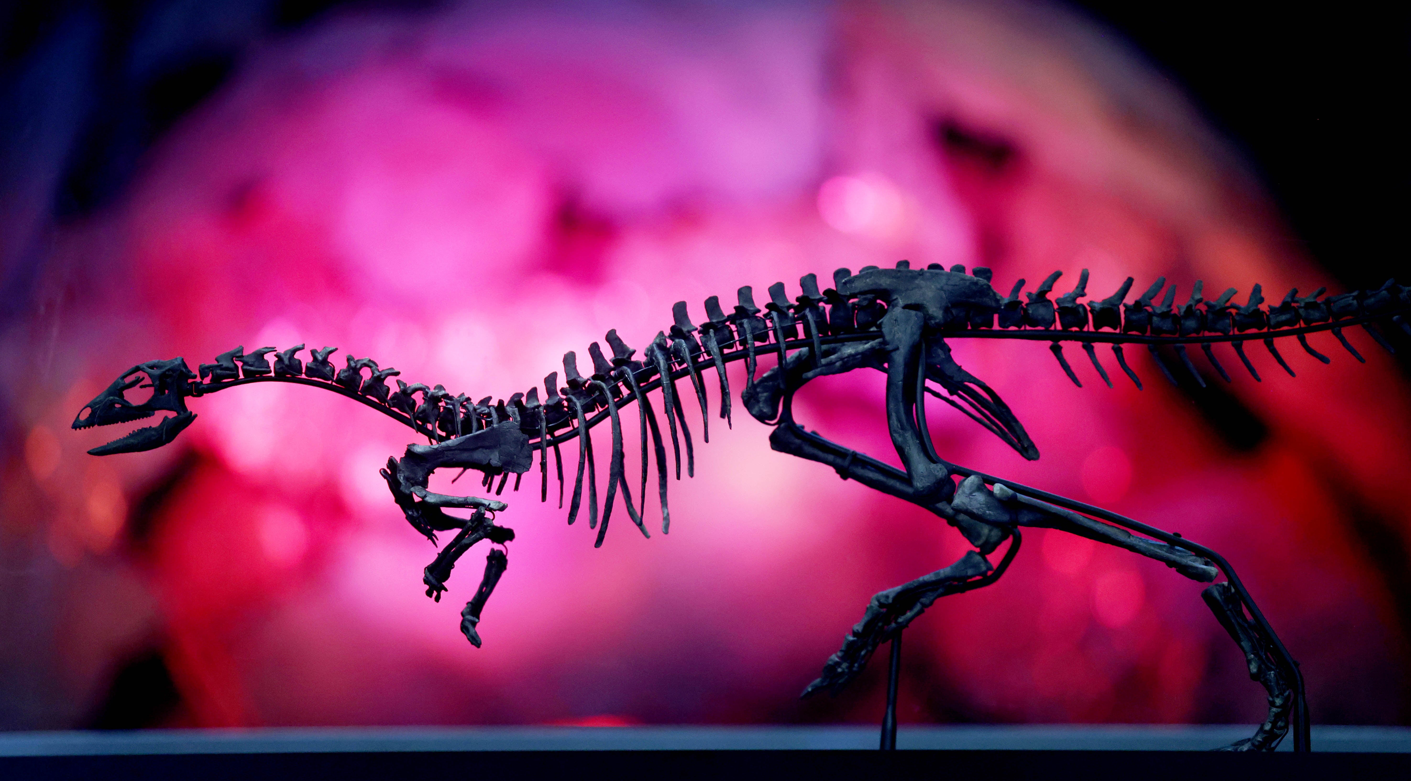 Enigmacursor is believed to have lived about 150 million years ago