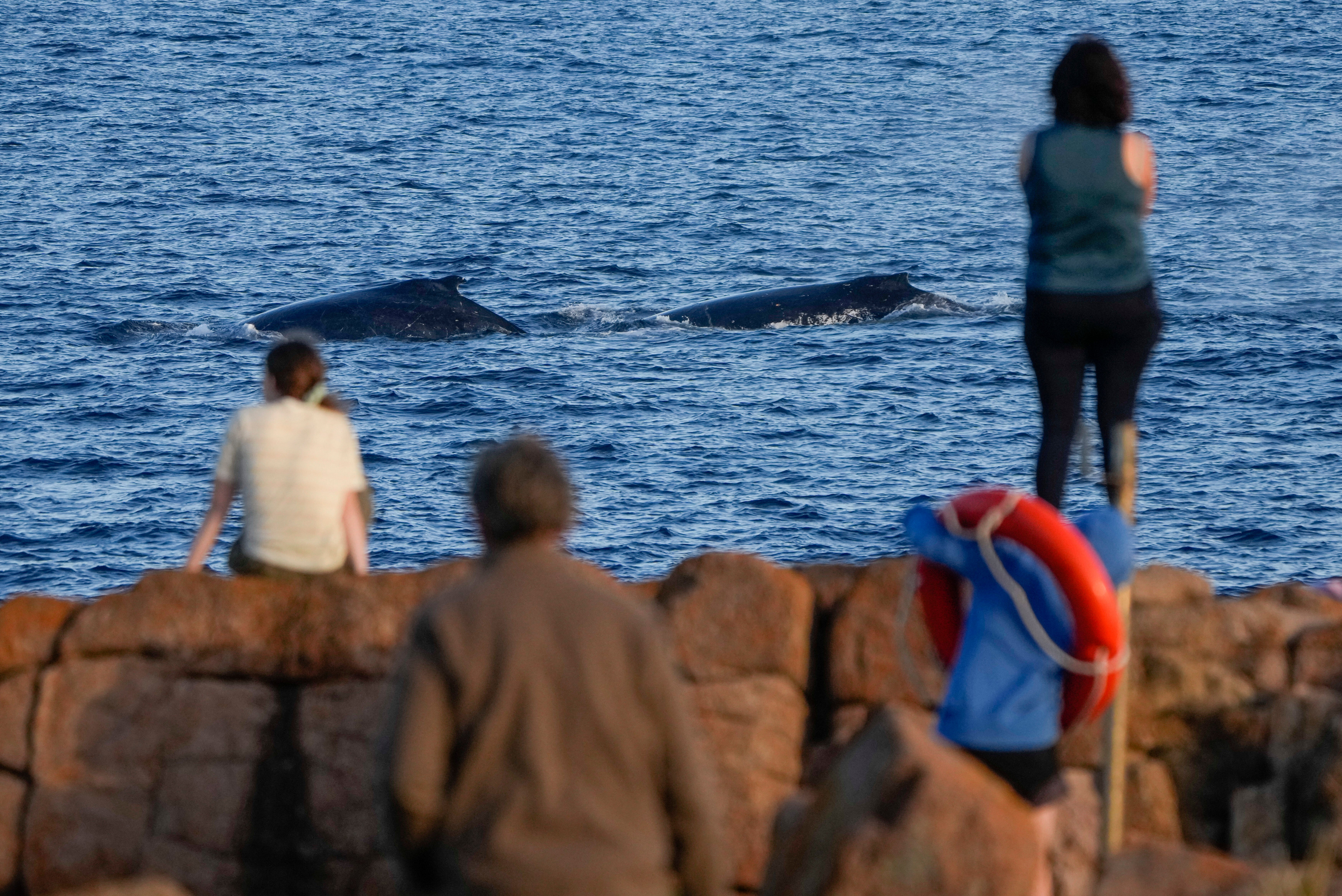 Spectators watch as whales swim past north of Sydney