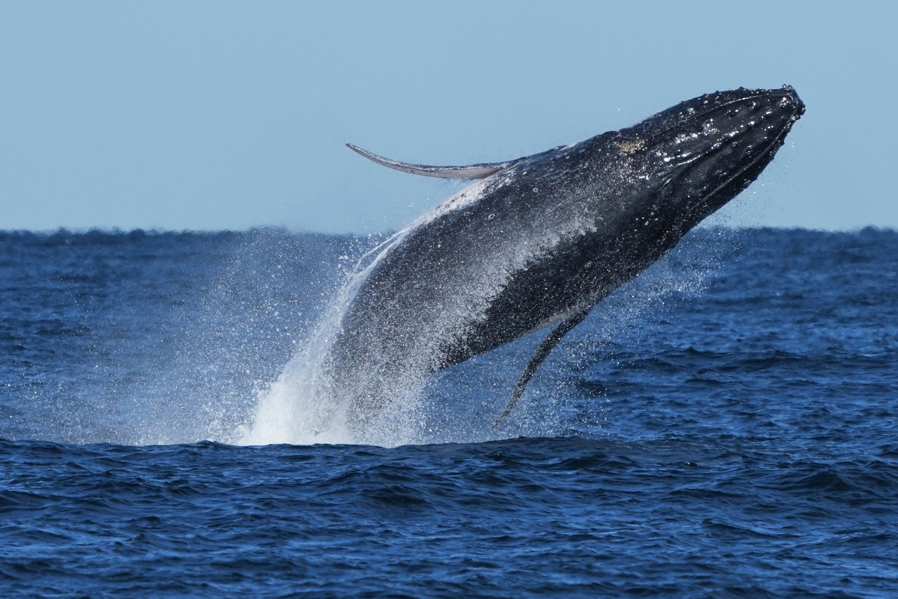 A humpback whale breaches off the coast of Port Stephens