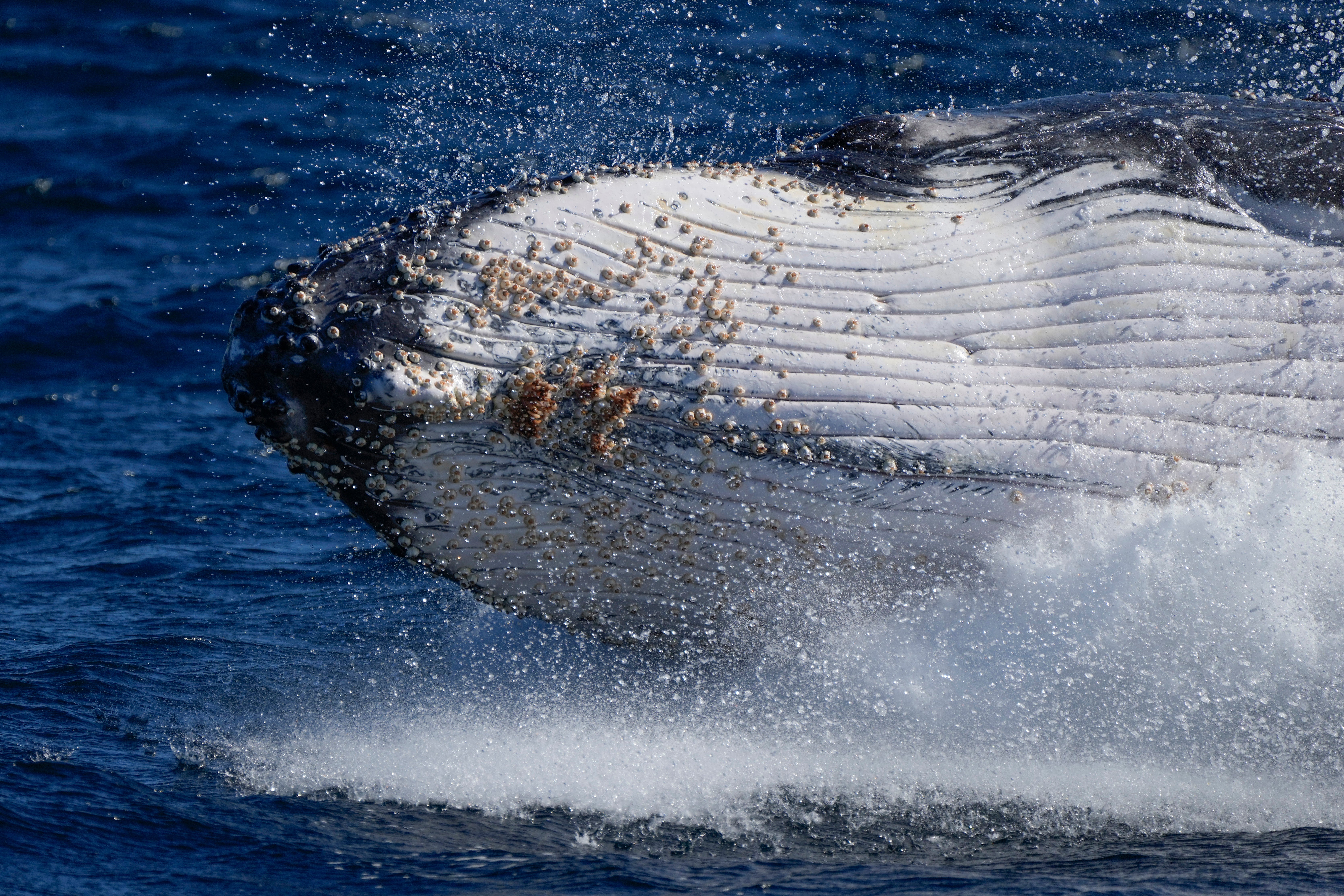 Whales can grow up to 52 feet in length and up to 50 tons in weight in the wild
