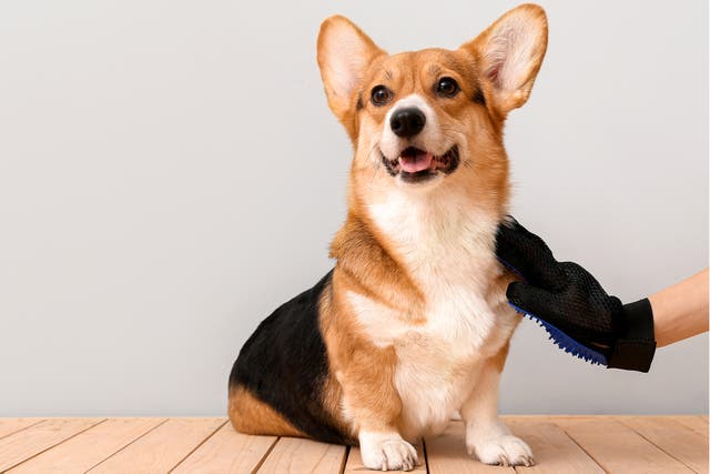 <p>Social media is full of videos of kittens having coconut oil rubbed onto their paws and canine birthday parties</p>