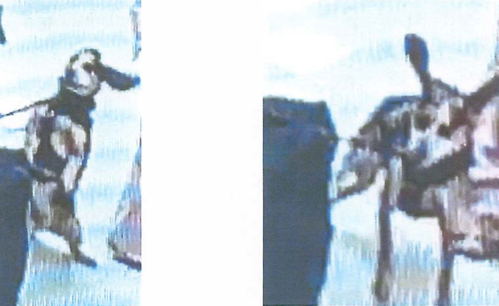 K9 Freddy was kicked so hard by a passenger during an altercation at Dulles International airport that he was lifted into the air