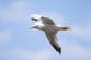 Fears ‘deadly’ Scottish seagulls could kill someone after spate of attacks
