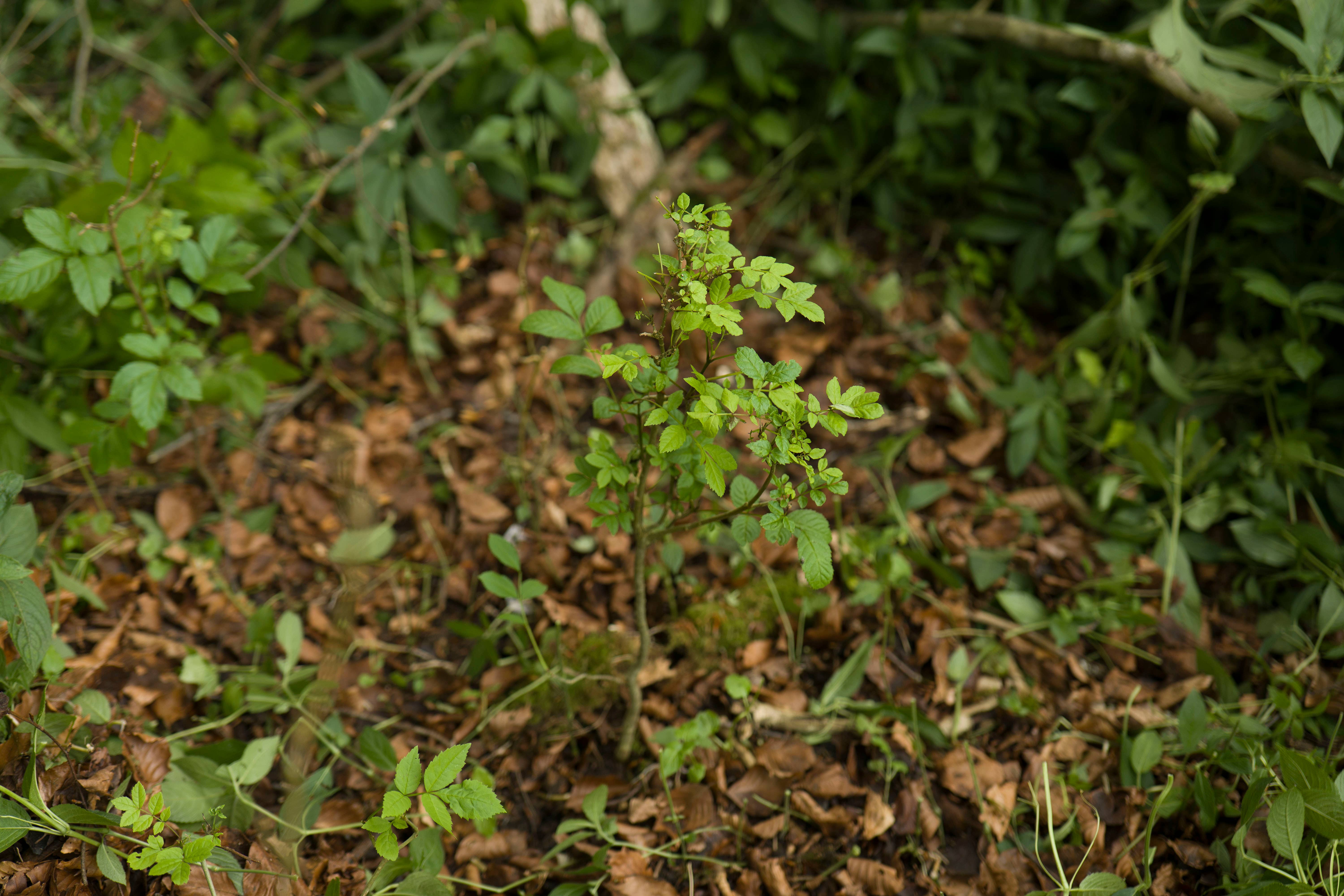 An ash sapling in Marden Park wood where the study took place (Paul Figg/RBG Kew/PA)